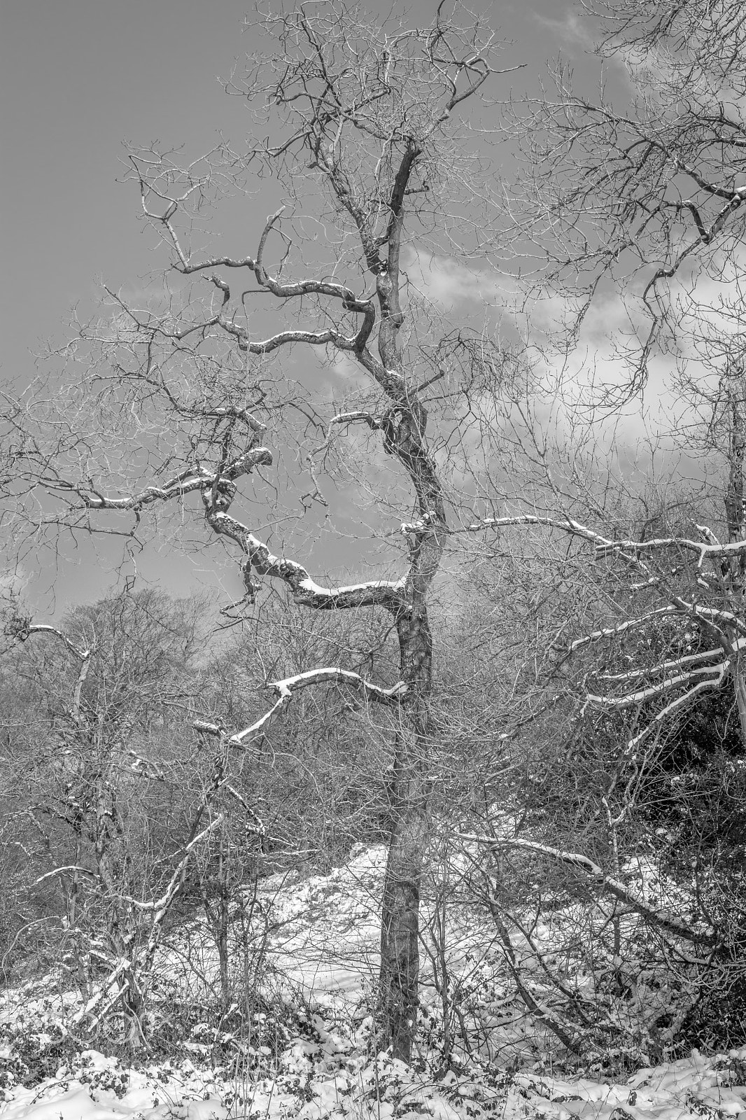 Nikon D7200 sample photo. Winter tree_black&white photography