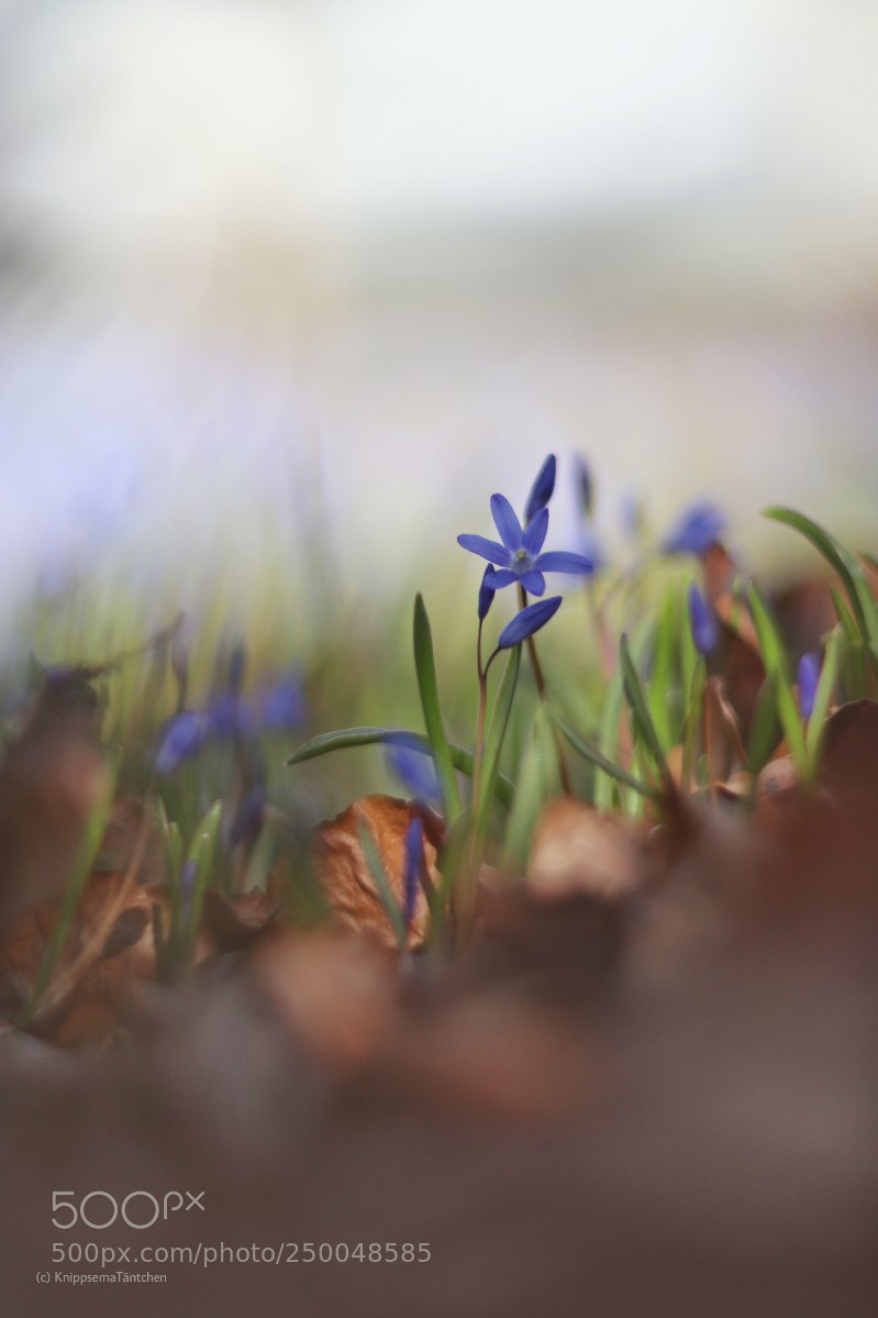 Canon EOS 80D sample photo. ... spring squill. photography
