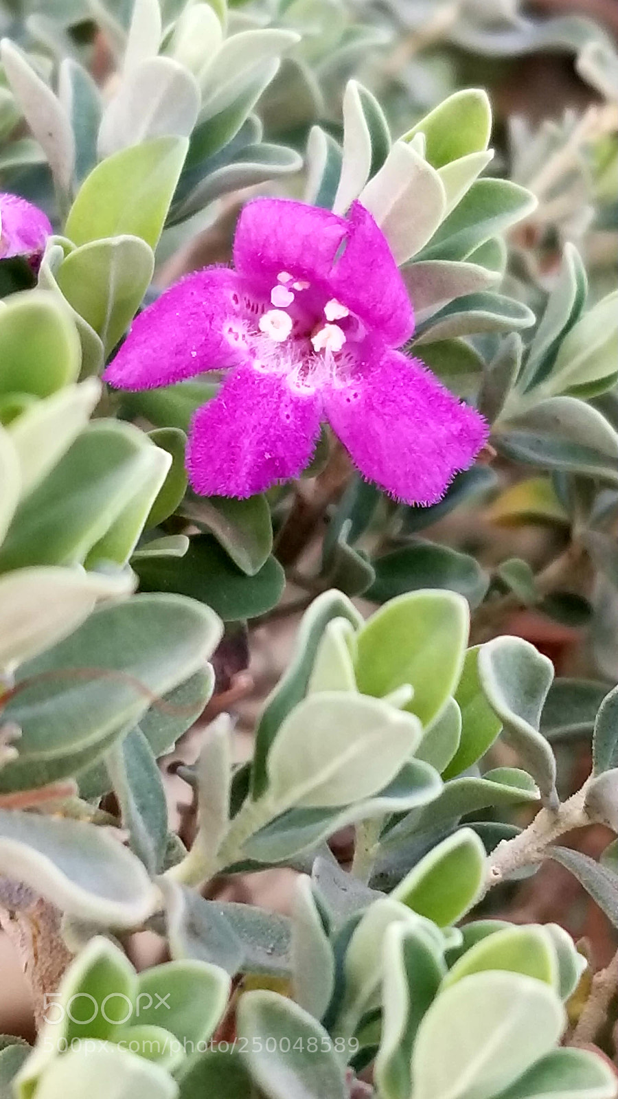 Samsung Galaxy S8+ sample photo. Untitled photography
