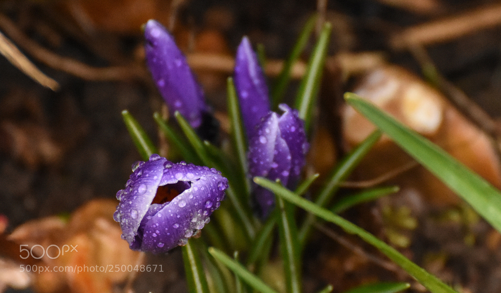 Nikon D7200 sample photo. En fleurs photography