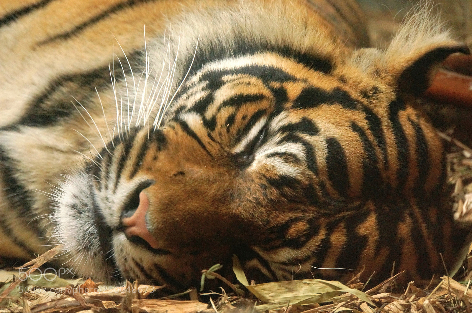 Sony Alpha NEX-5T sample photo. Sleeping tiger photography