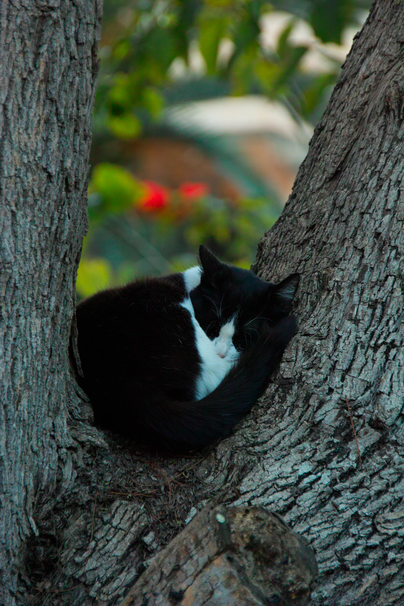 Sigma SD15 sample photo. Cat in tree photography
