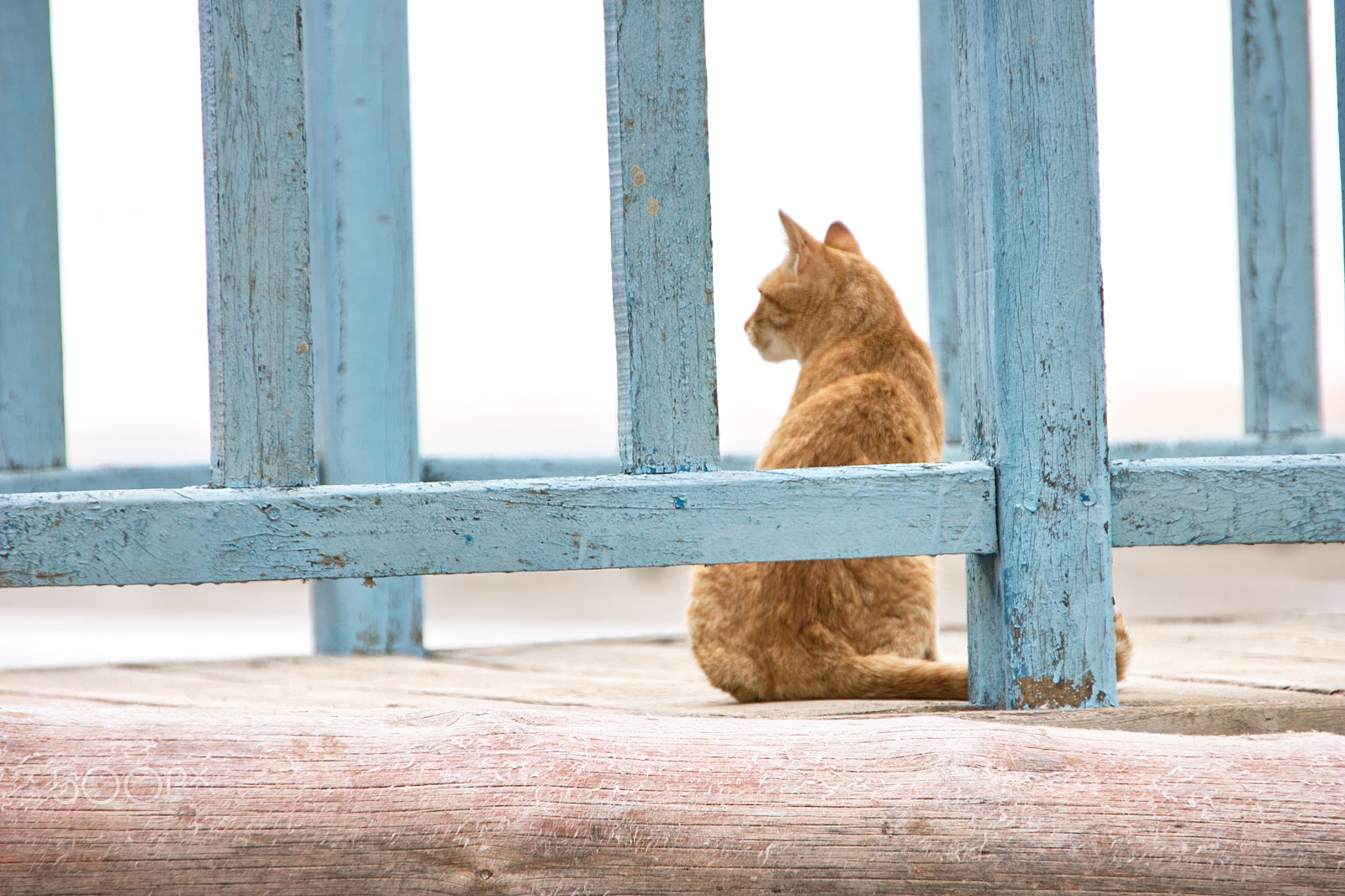Sigma SD15 sample photo. Cat in blue photography