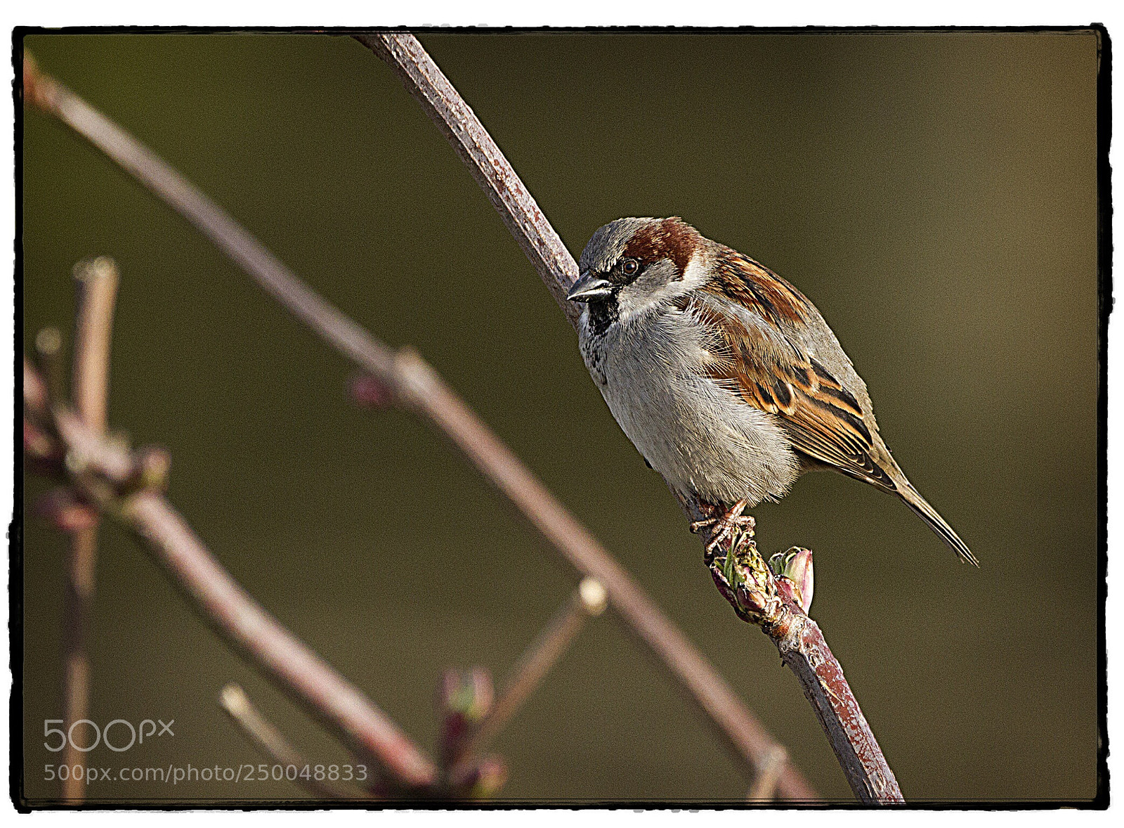 Canon EOS 7D sample photo. Chickadee  photography