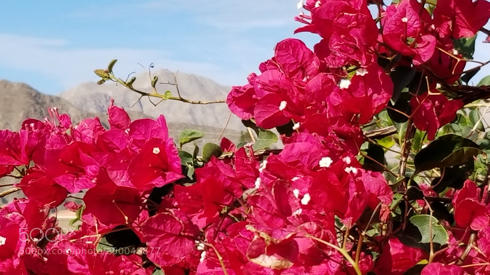 Samsung Galaxy S8+ sample photo. Untitled photography