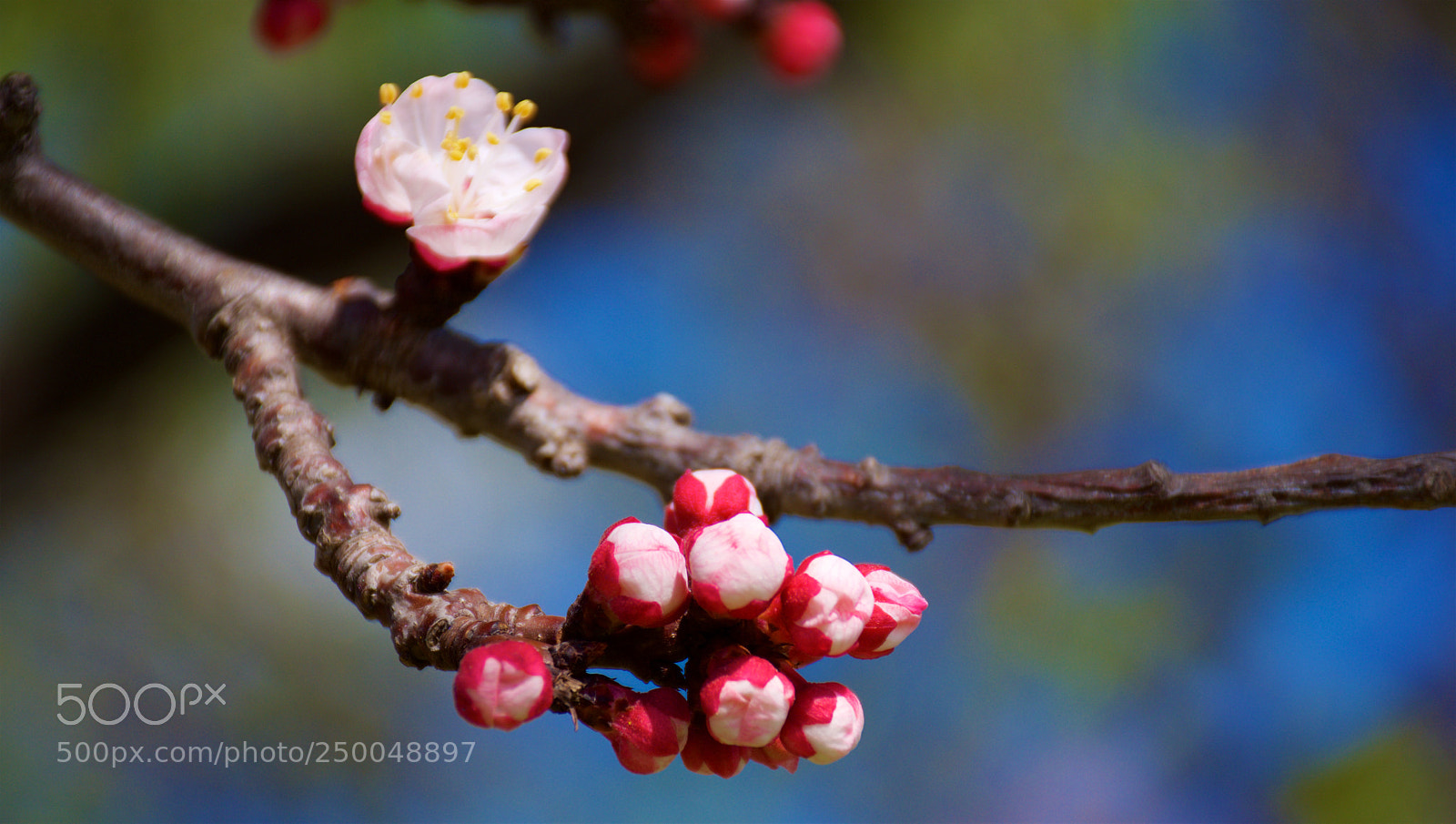 Nikon D7200 sample photo. Primavera photography