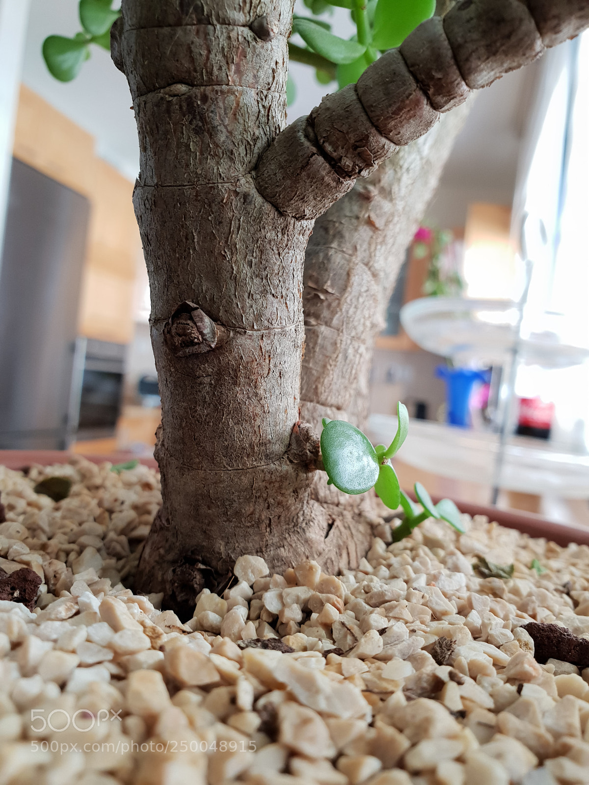 Samsung Galaxy S9+ sample photo. Natural home photography