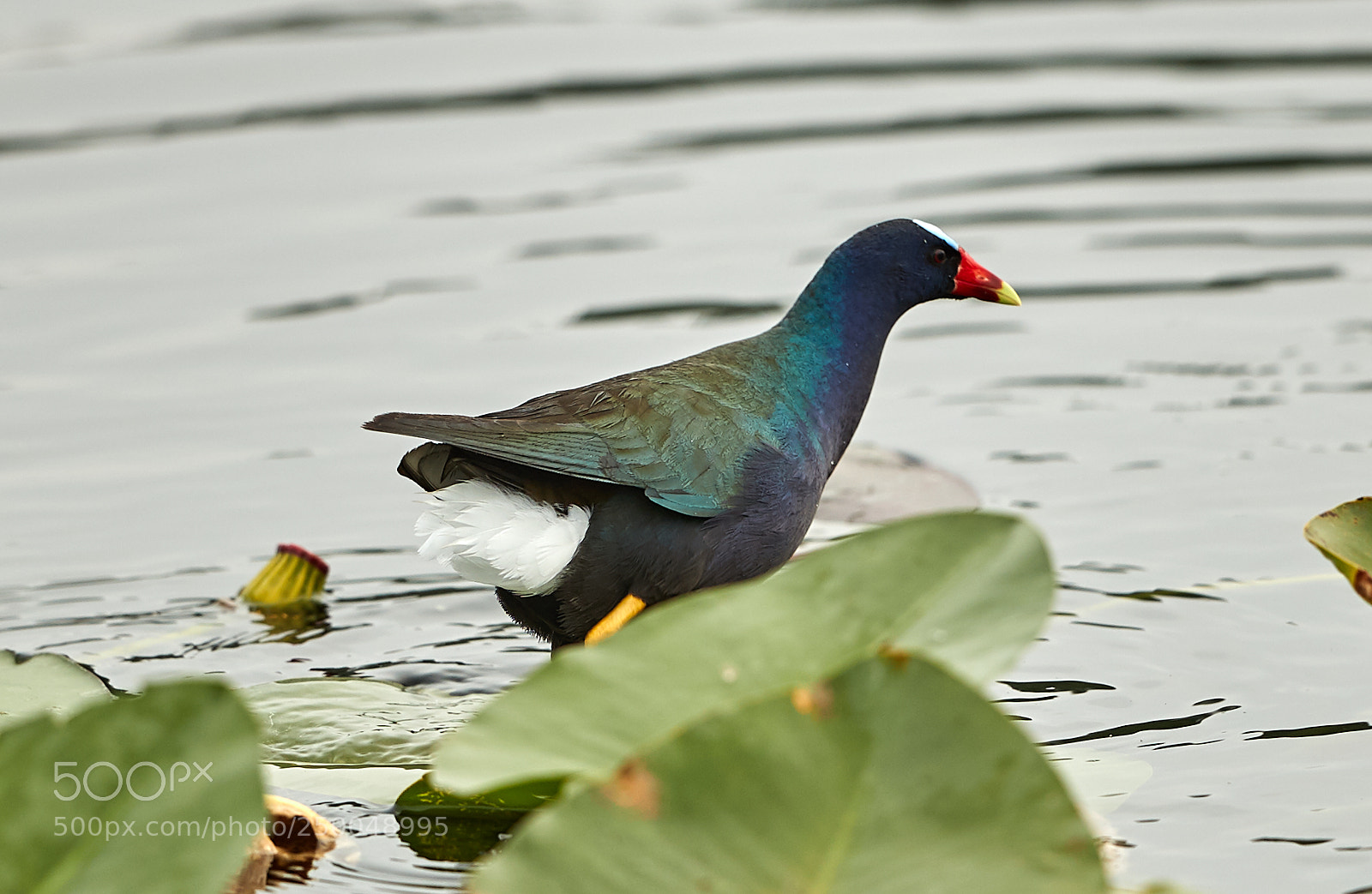 Canon EOS-1D X Mark II sample photo. 03-20-18-0008601.jpg photography
