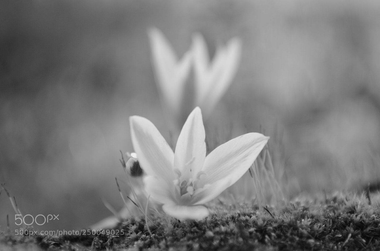 Nikon D5100 sample photo. Softly grey photography