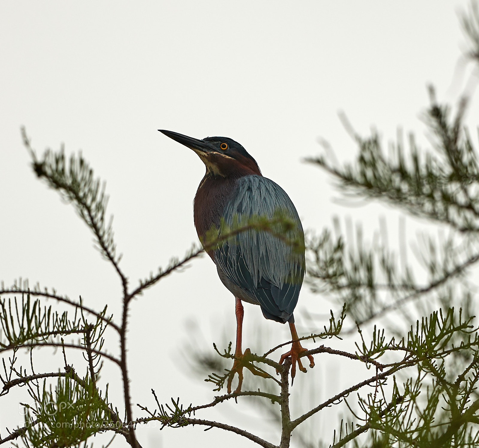 Canon EOS-1D X Mark II sample photo. 03-20-18-0008566.jpg photography