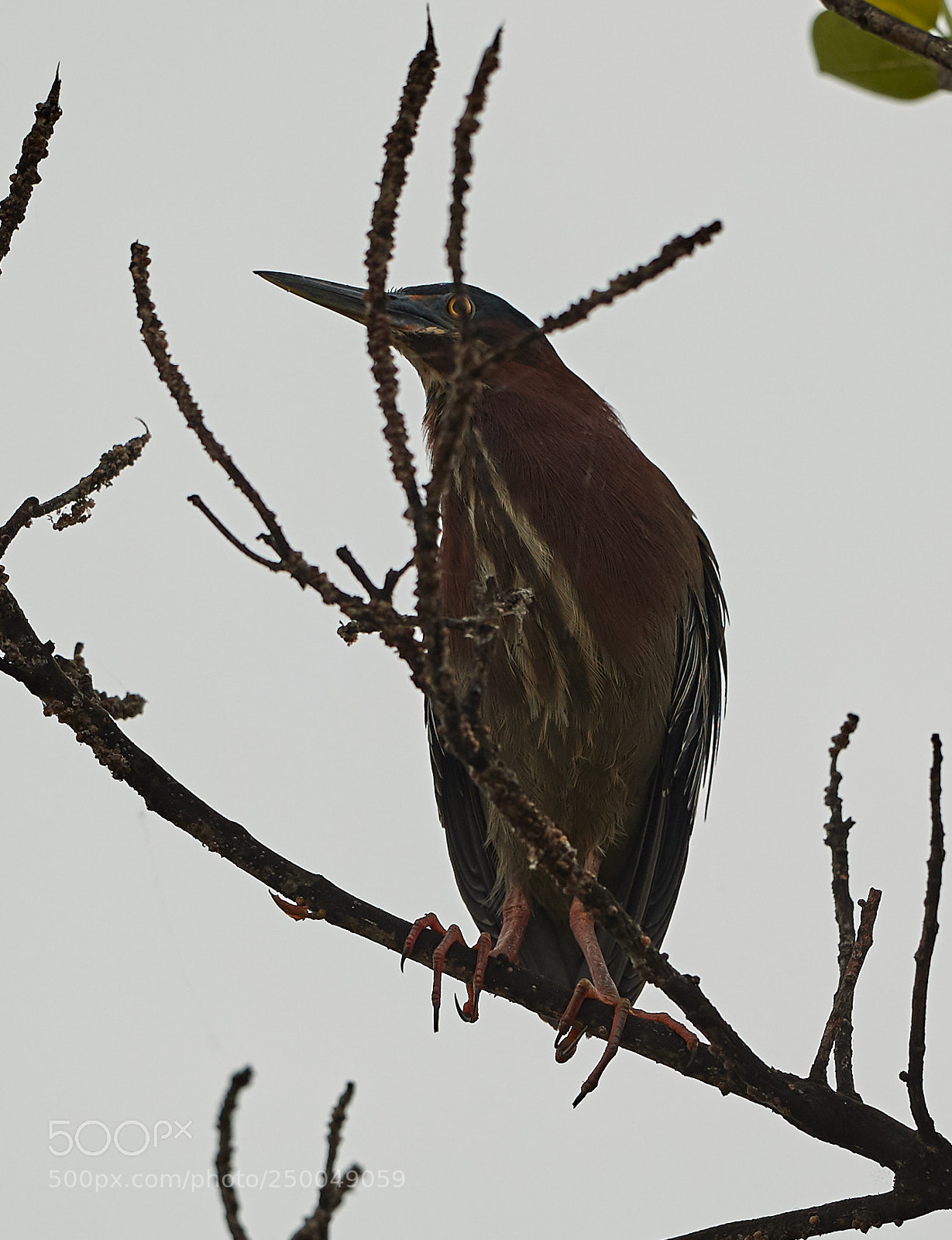 Canon EOS-1D X Mark II sample photo. 03-20-18-0008560.jpg photography