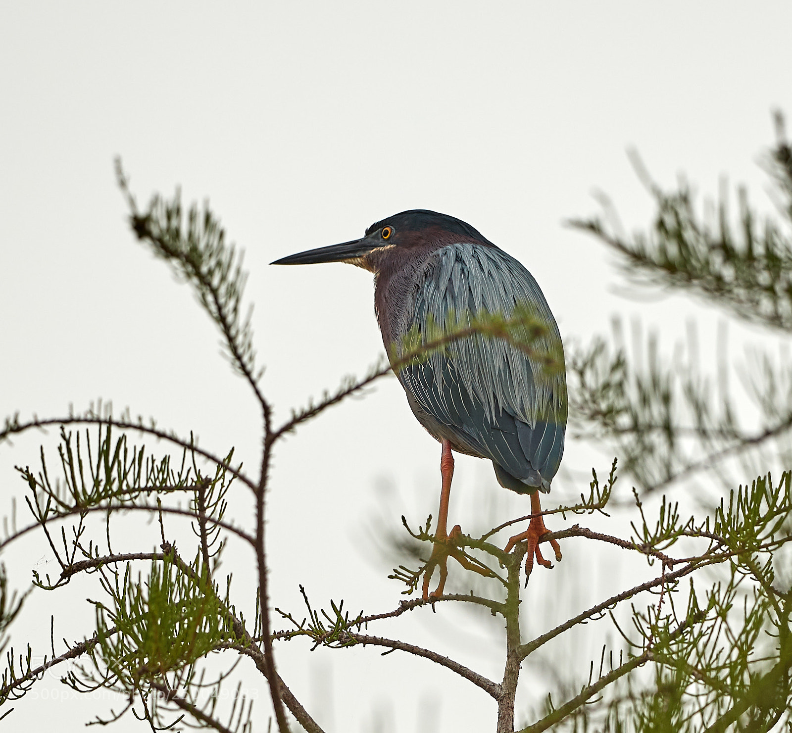 Canon EOS-1D X Mark II sample photo. 03-20-18-0008554.jpg photography
