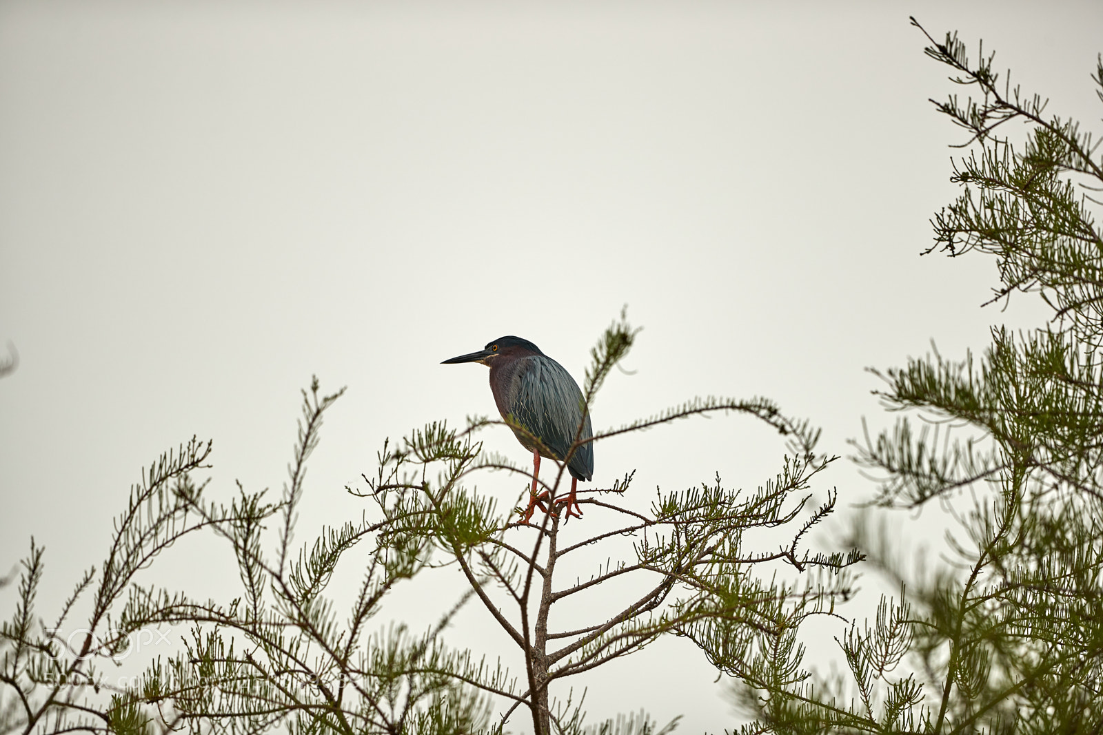 Canon EOS-1D X Mark II sample photo. 03-20-18-0008551.jpg photography