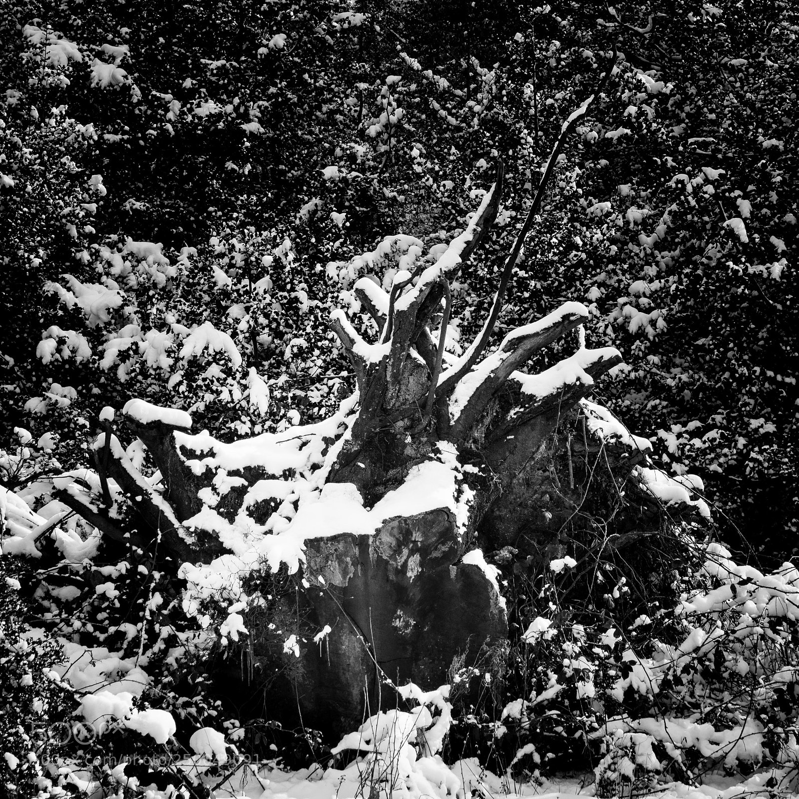Nikon D7200 sample photo. Tree stump with snow photography