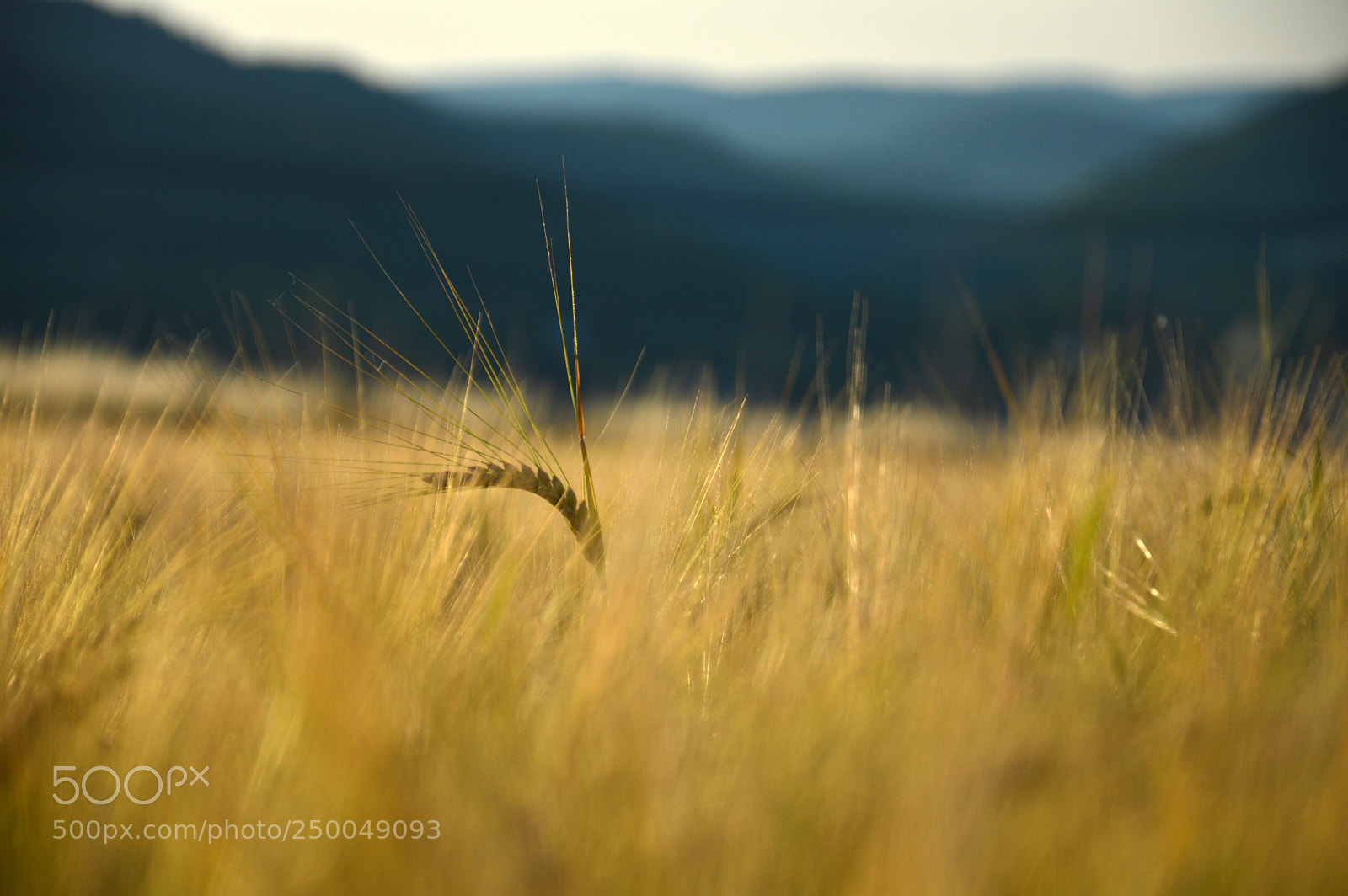 Nikon D3200 sample photo. Alone photography