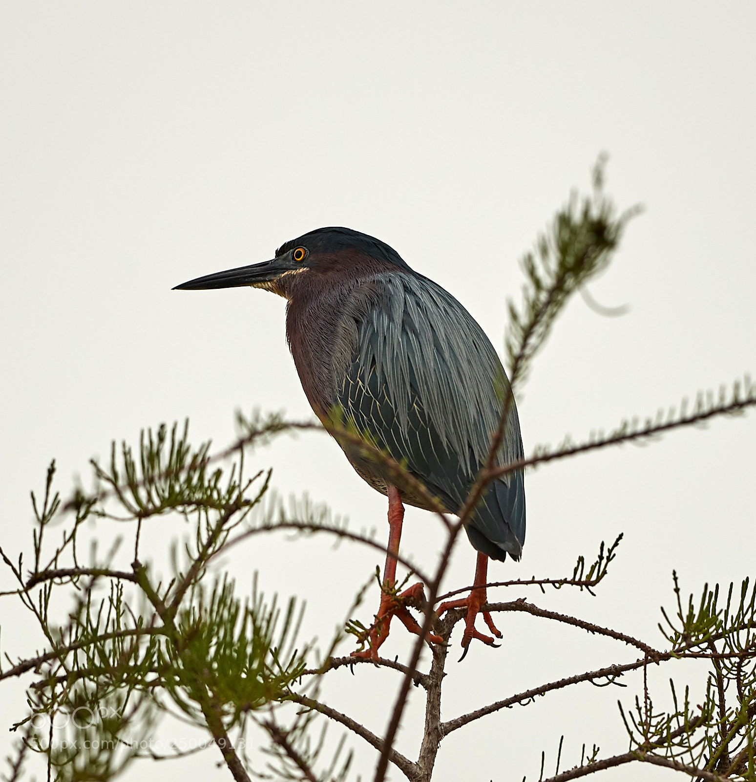 Canon EOS-1D X Mark II sample photo. 03-20-18-0008550.jpg photography