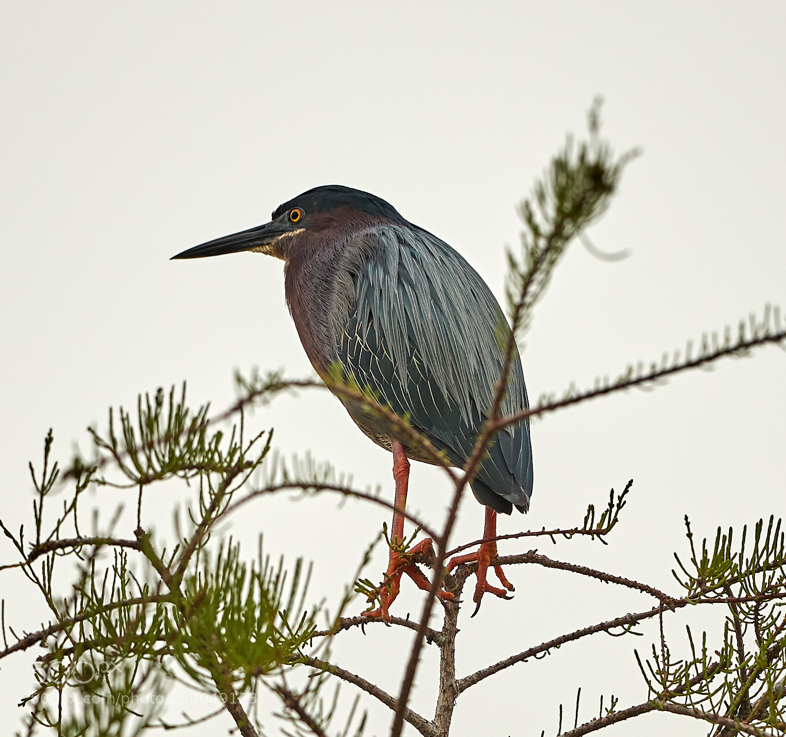 Canon EOS-1D X Mark II sample photo. 03-20-18-0008548.jpg photography