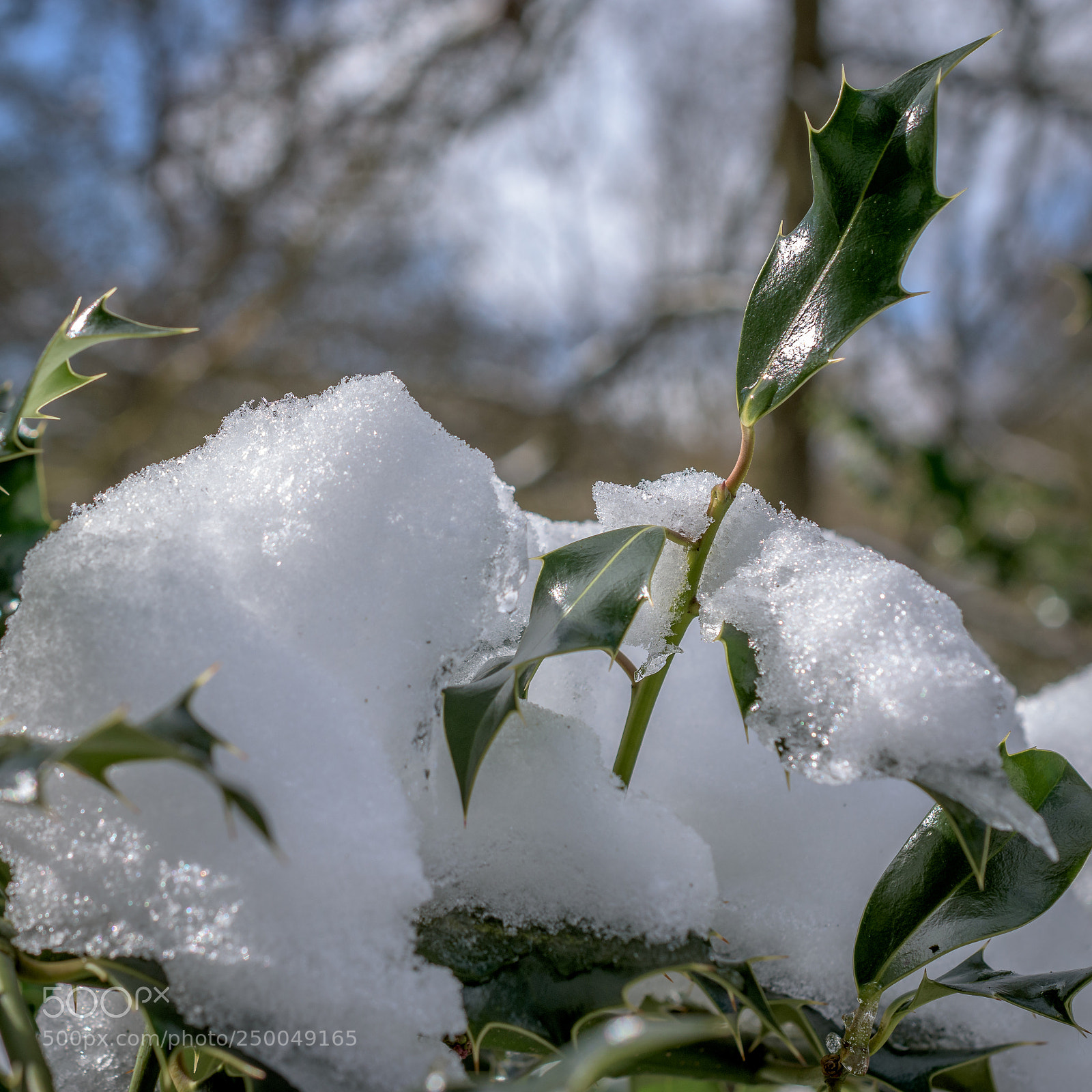 Nikon D7200 sample photo. Holly leaves with snow photography