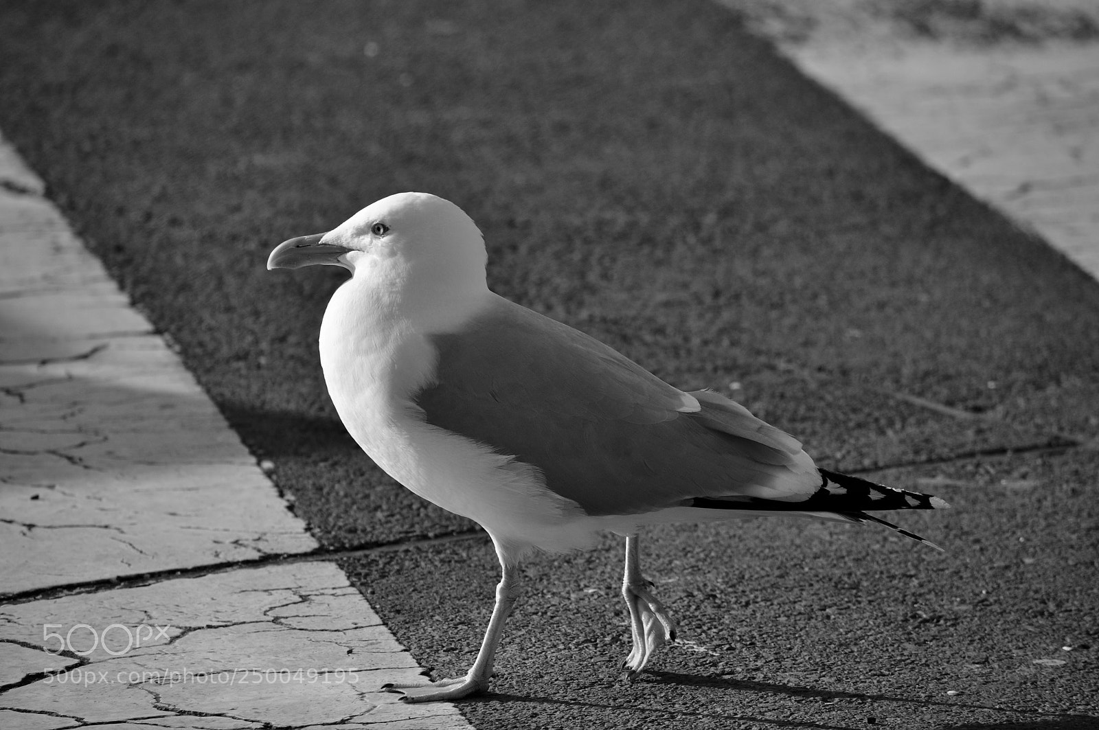 Nikon D5000 sample photo. Piétonne photography