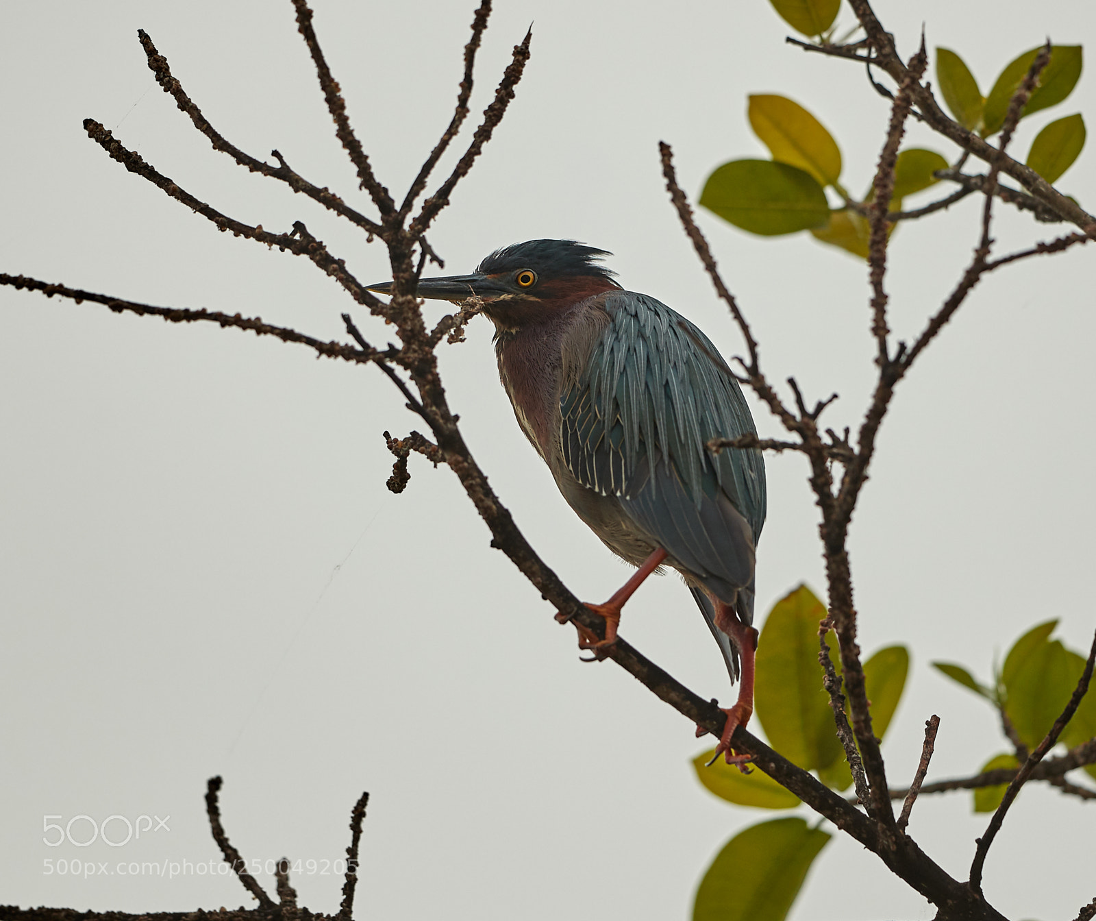 Canon EOS-1D X Mark II sample photo. 03-20-18-0008546.jpg photography