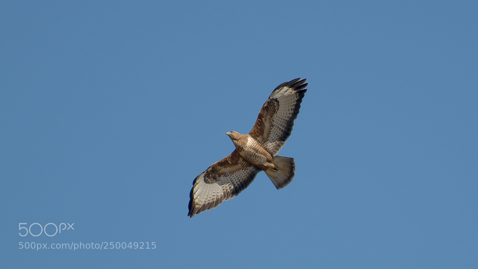 Nikon D500 sample photo. Buizerd op zoek naar photography