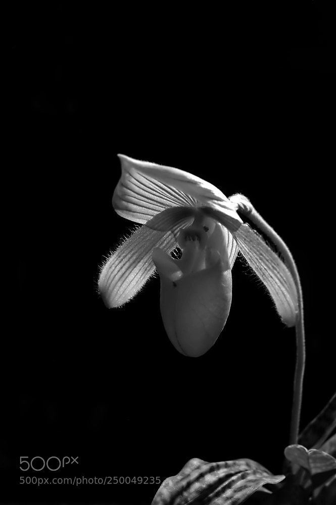 Nikon D3200 sample photo. Orchid sunrise photography