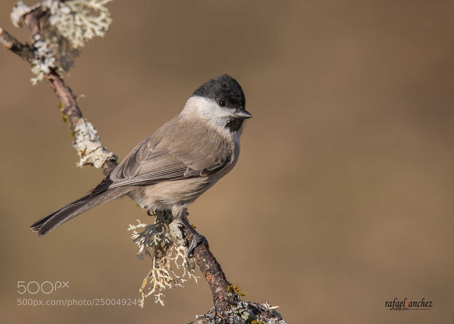 Canon EOS 5D Mark IV sample photo. Carbonero palustre - marsh photography