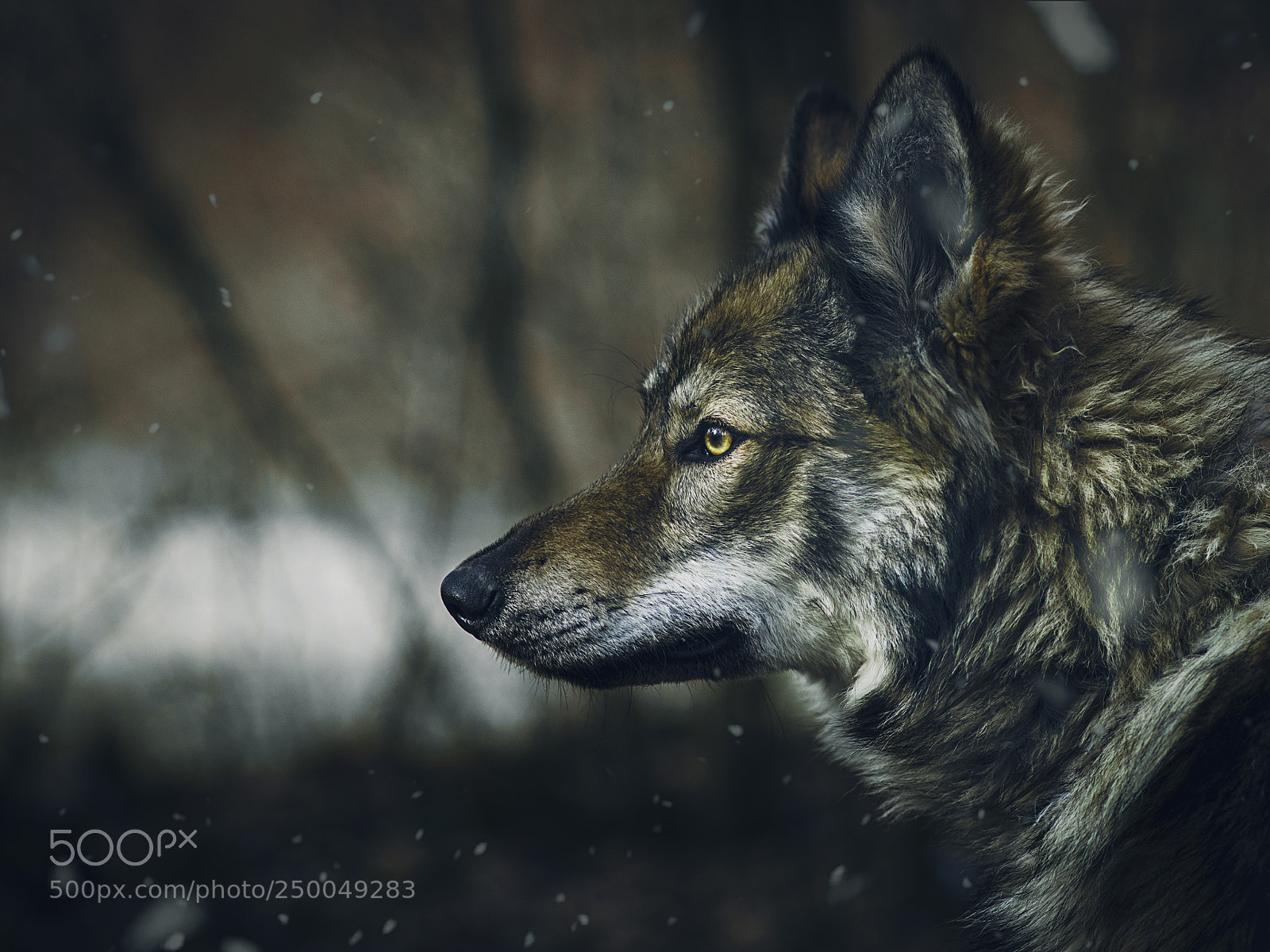 Nikon D7000 sample photo. Hunting photography