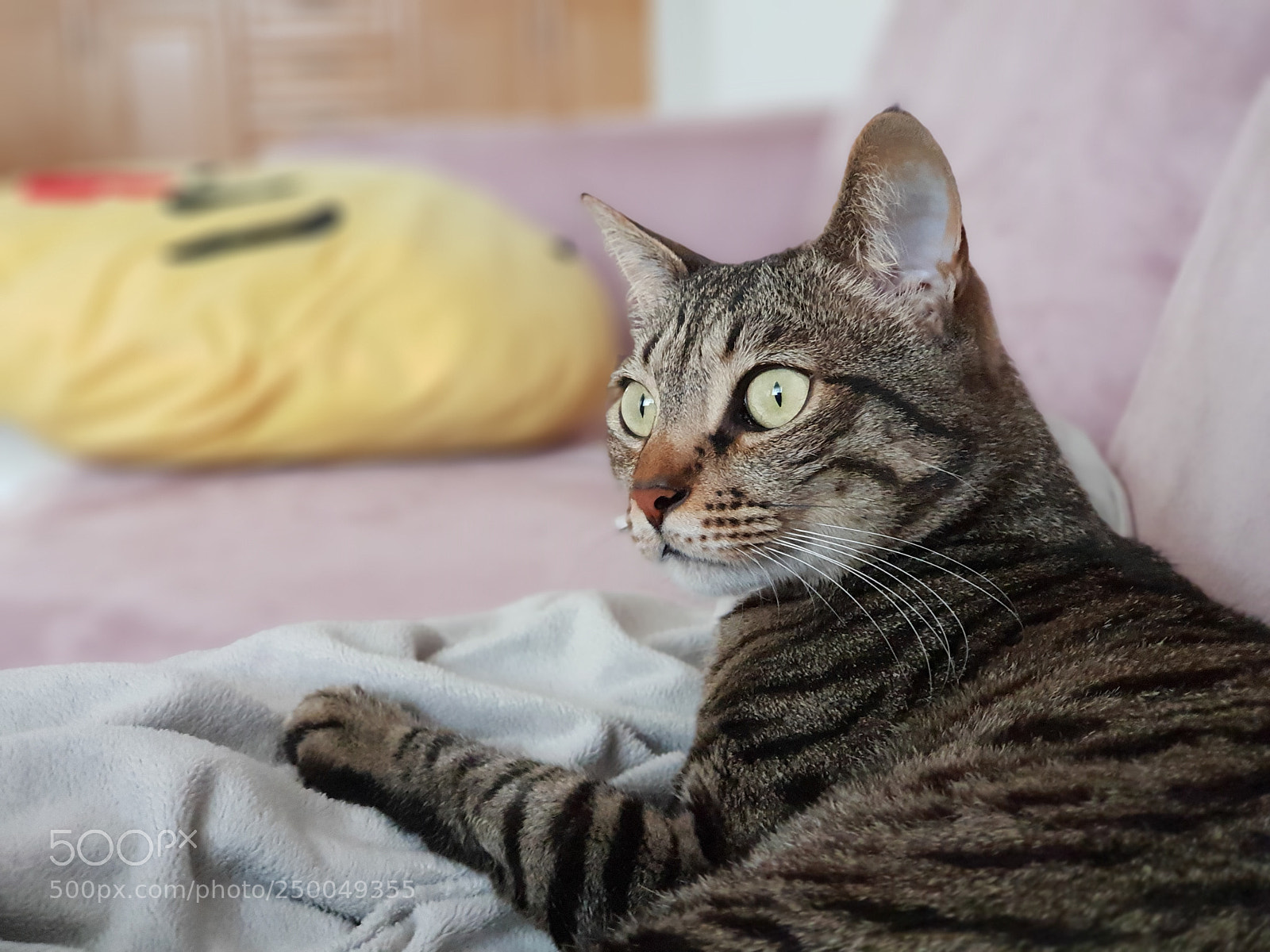 Samsung Galaxy S9+ sample photo. Cats view photography