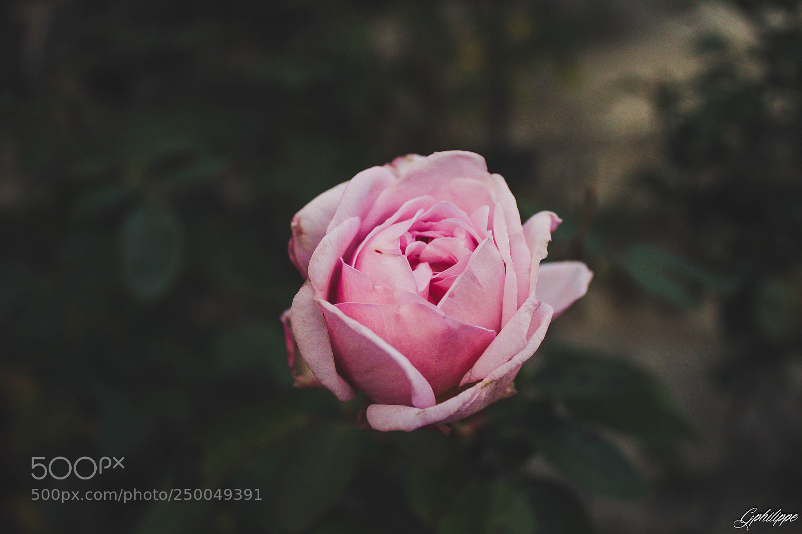 Canon EOS 700D (EOS Rebel T5i / EOS Kiss X7i) sample photo. A rose photography
