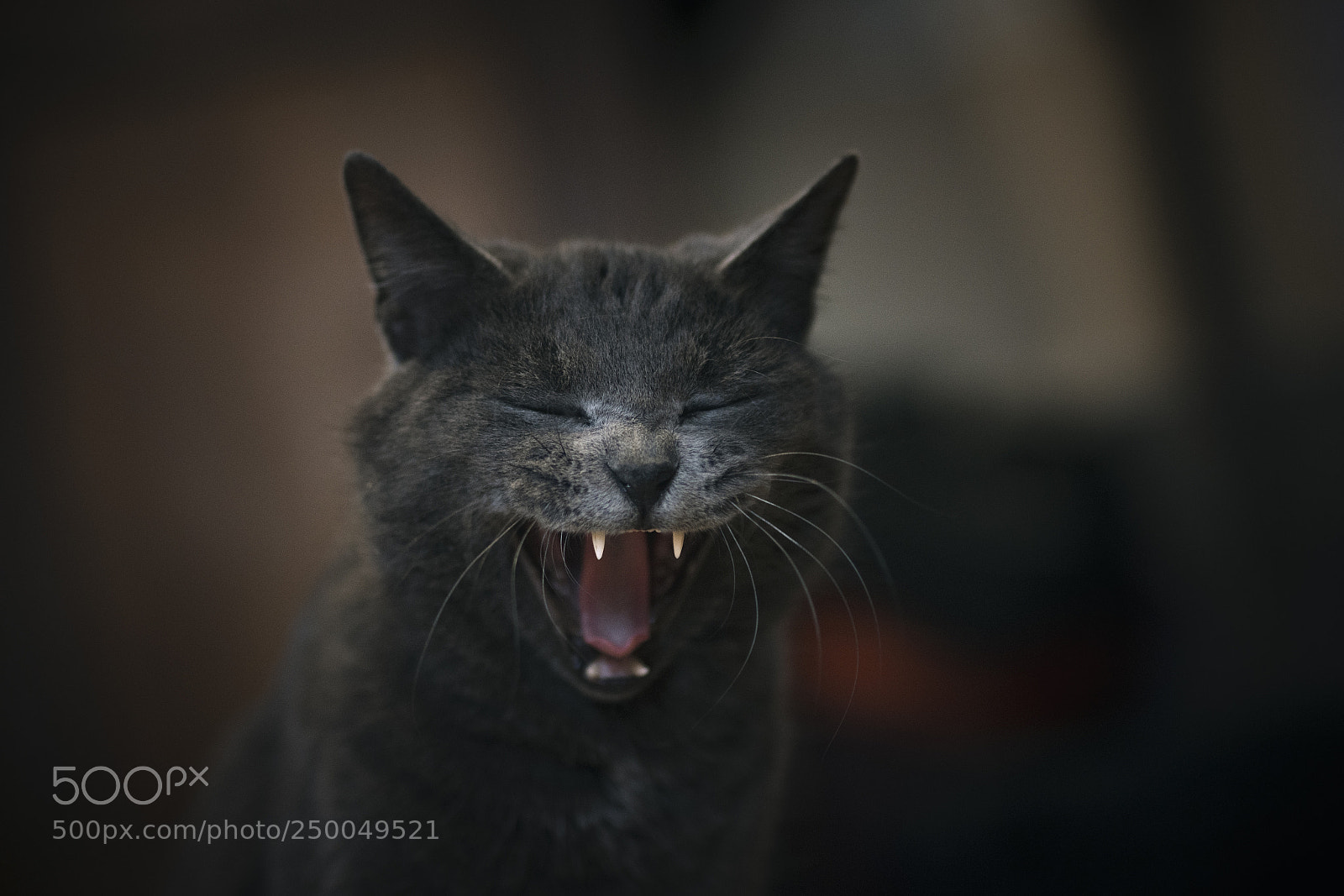 Nikon D7200 sample photo. Fangs photography