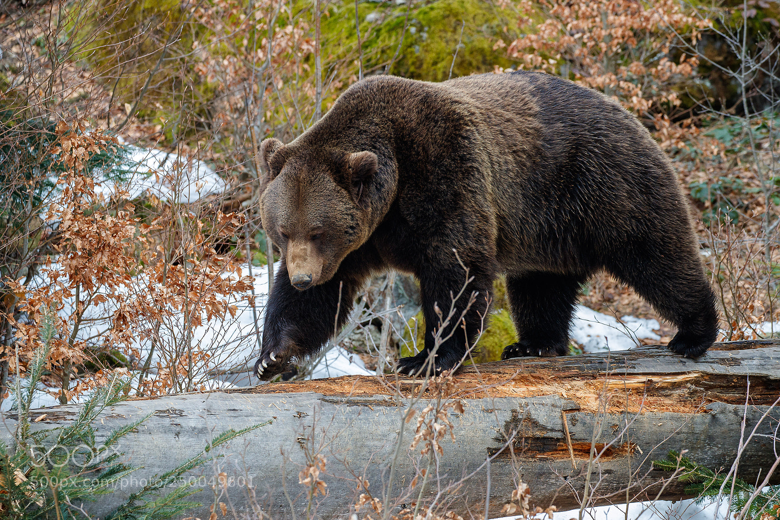 Canon EOS-1D X Mark II sample photo. Brown bear photography