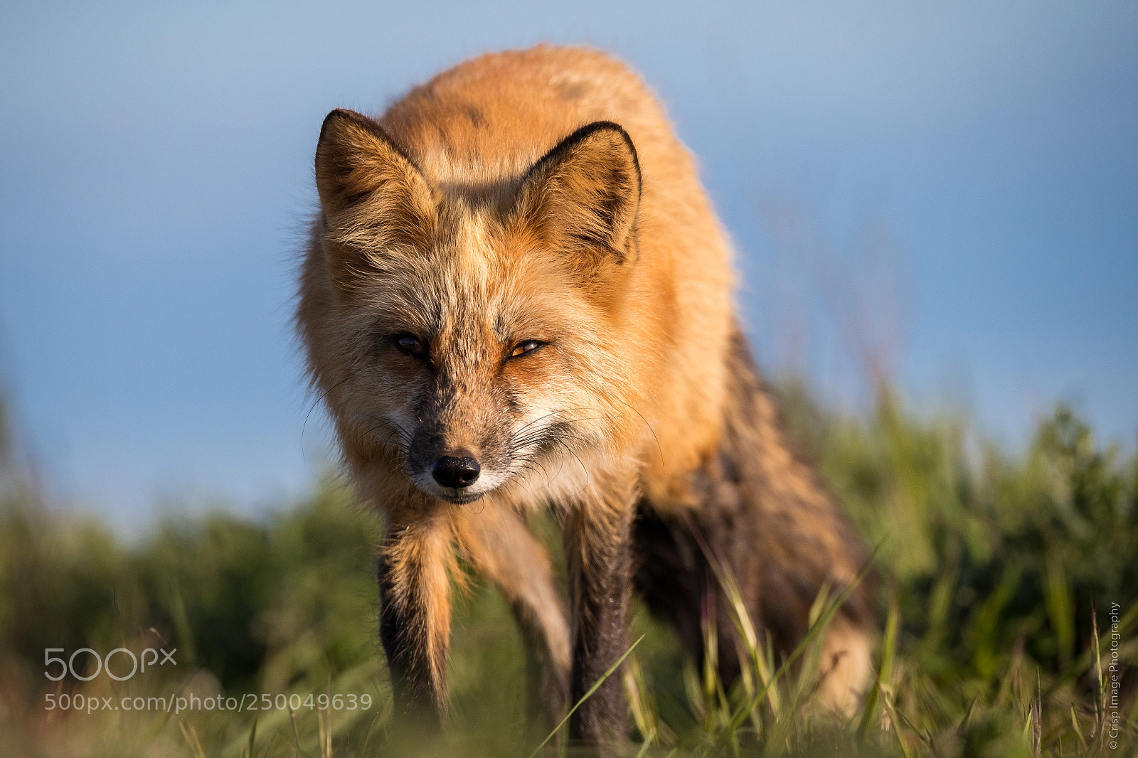 Canon EOS-1D X Mark II sample photo. Fox stare photography