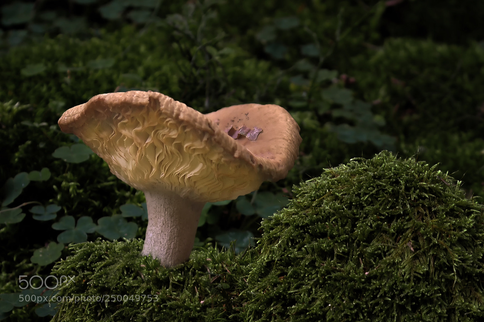 Nikon D500 sample photo. Einsamer pilz photography