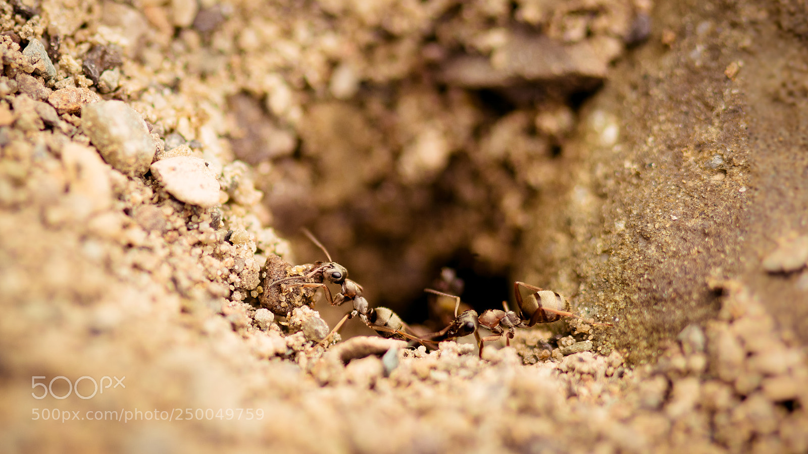 Canon EOS 600D (Rebel EOS T3i / EOS Kiss X5) sample photo. Hard workers photography