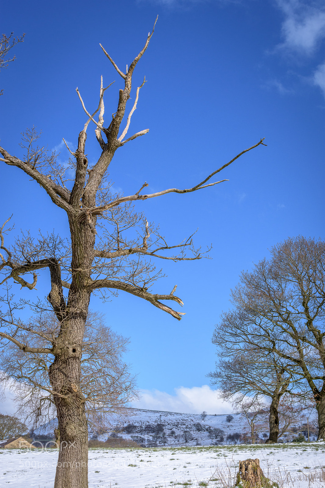 Nikon D7200 sample photo. Dead tree in winter photography
