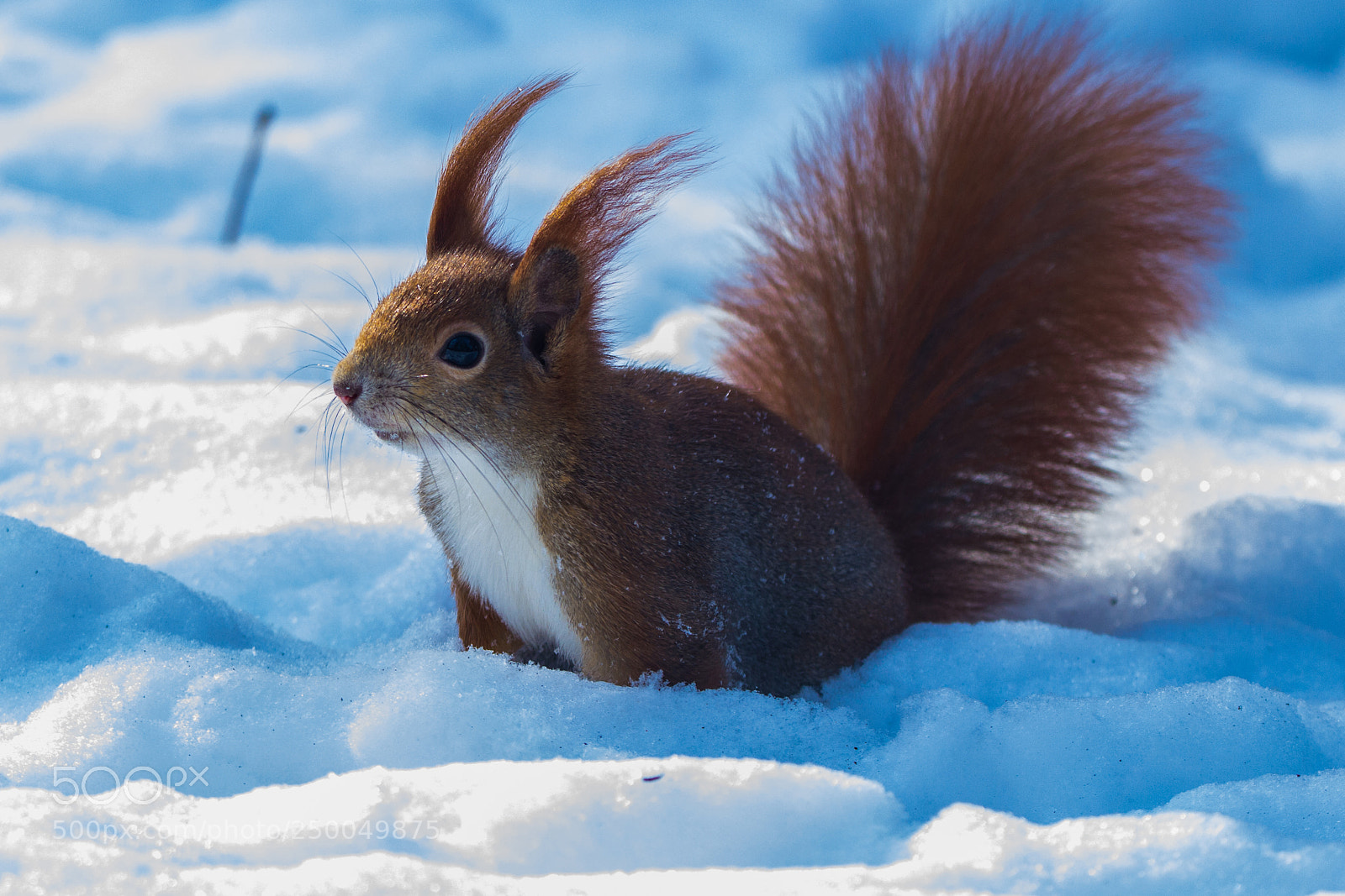 Canon EOS 600D (Rebel EOS T3i / EOS Kiss X5) sample photo. Squirrel photography