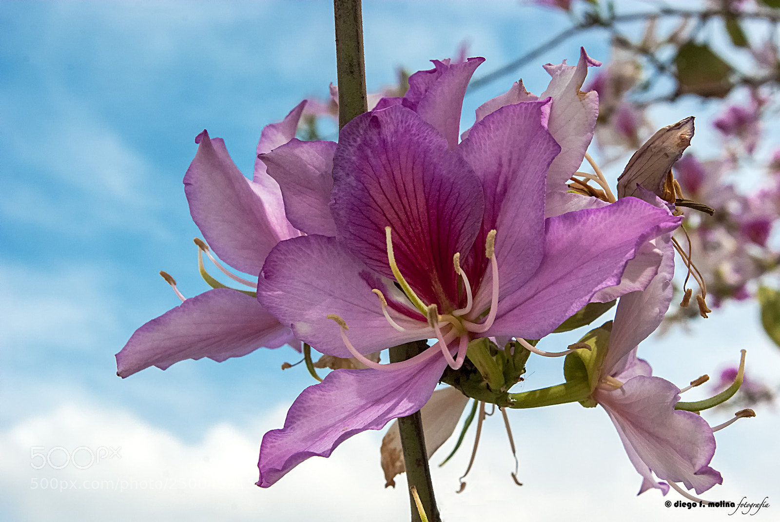 Pentax K200D sample photo. Rbol de las orquideas photography