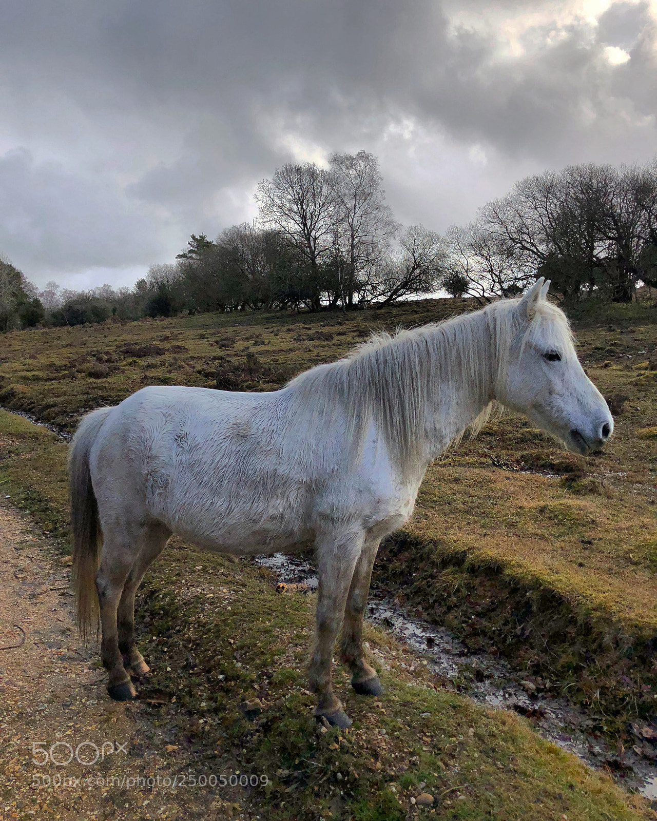 Apple iPhone 8 Plus sample photo. New forest pony photography