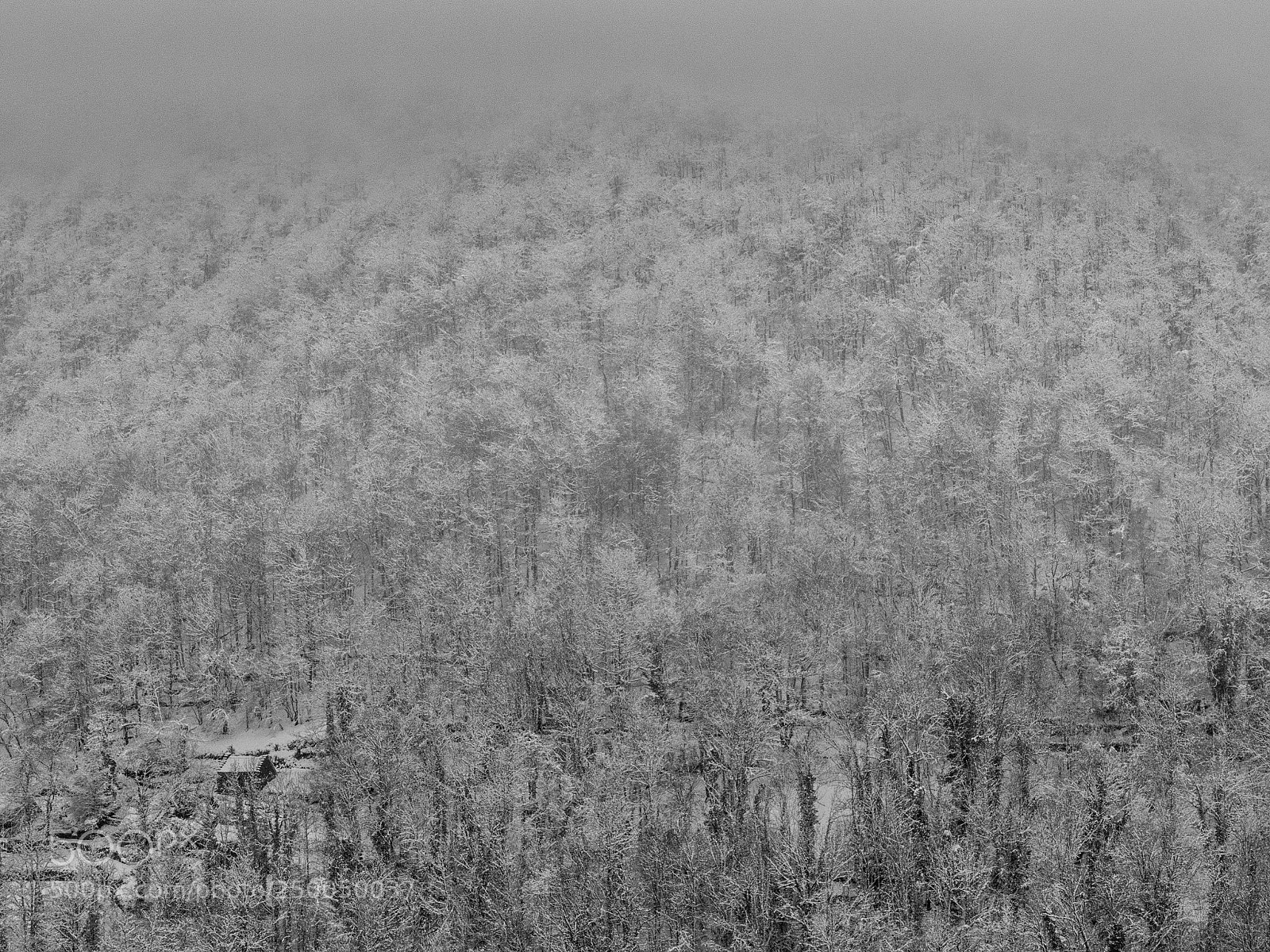 Panasonic Lumix DMC-FZ1000 sample photo. ...isolation... photography