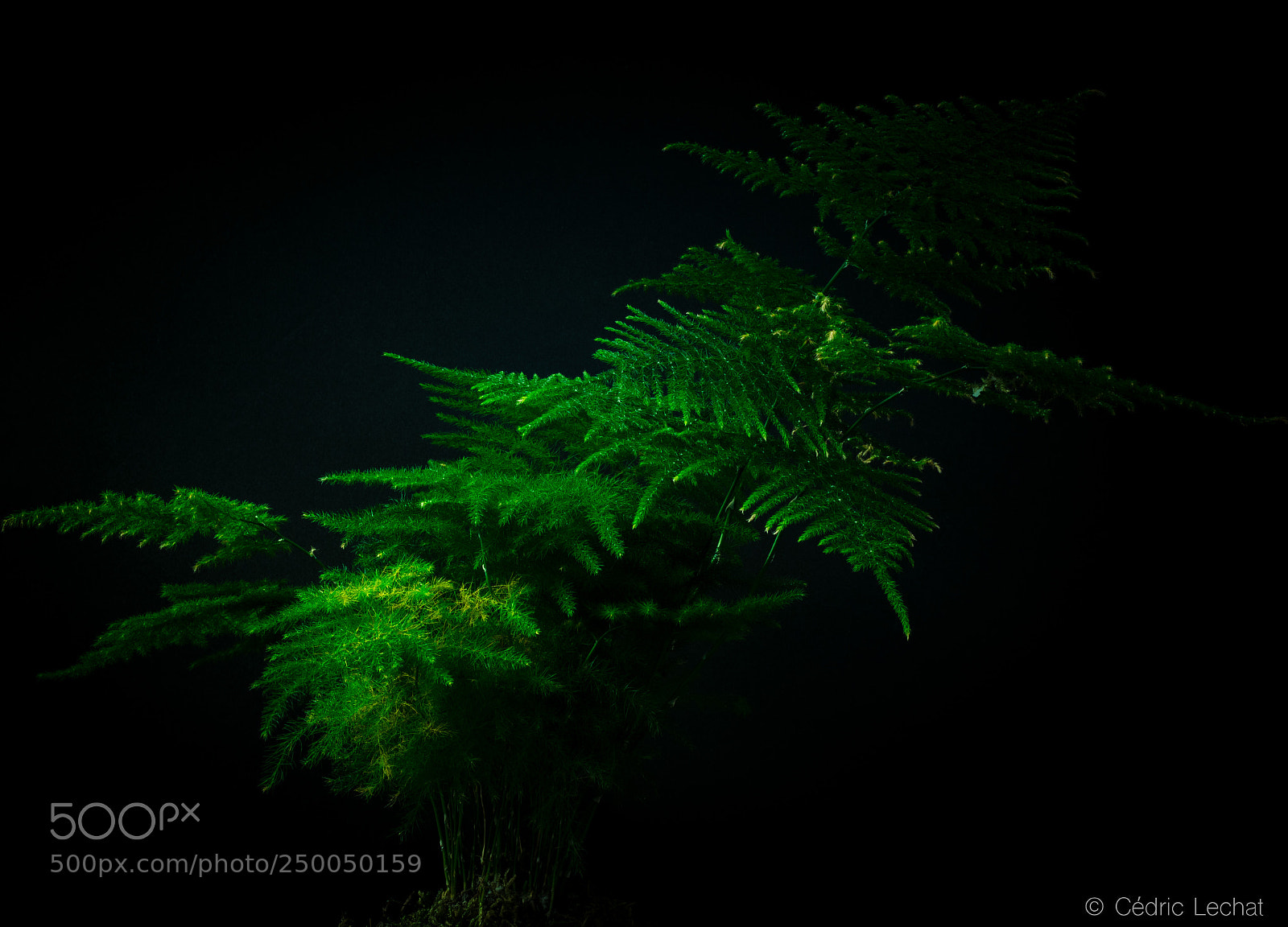 Nikon D610 sample photo. Darkgreen photography