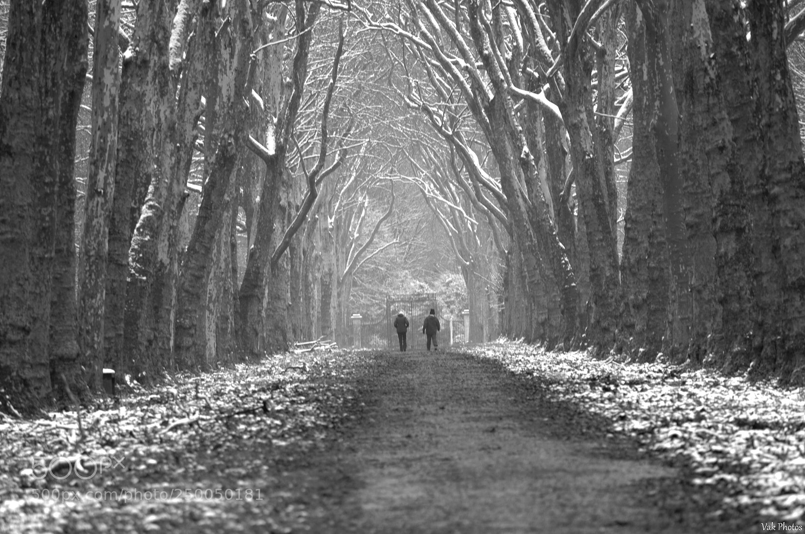 Nikon D3100 sample photo. Black and white photography