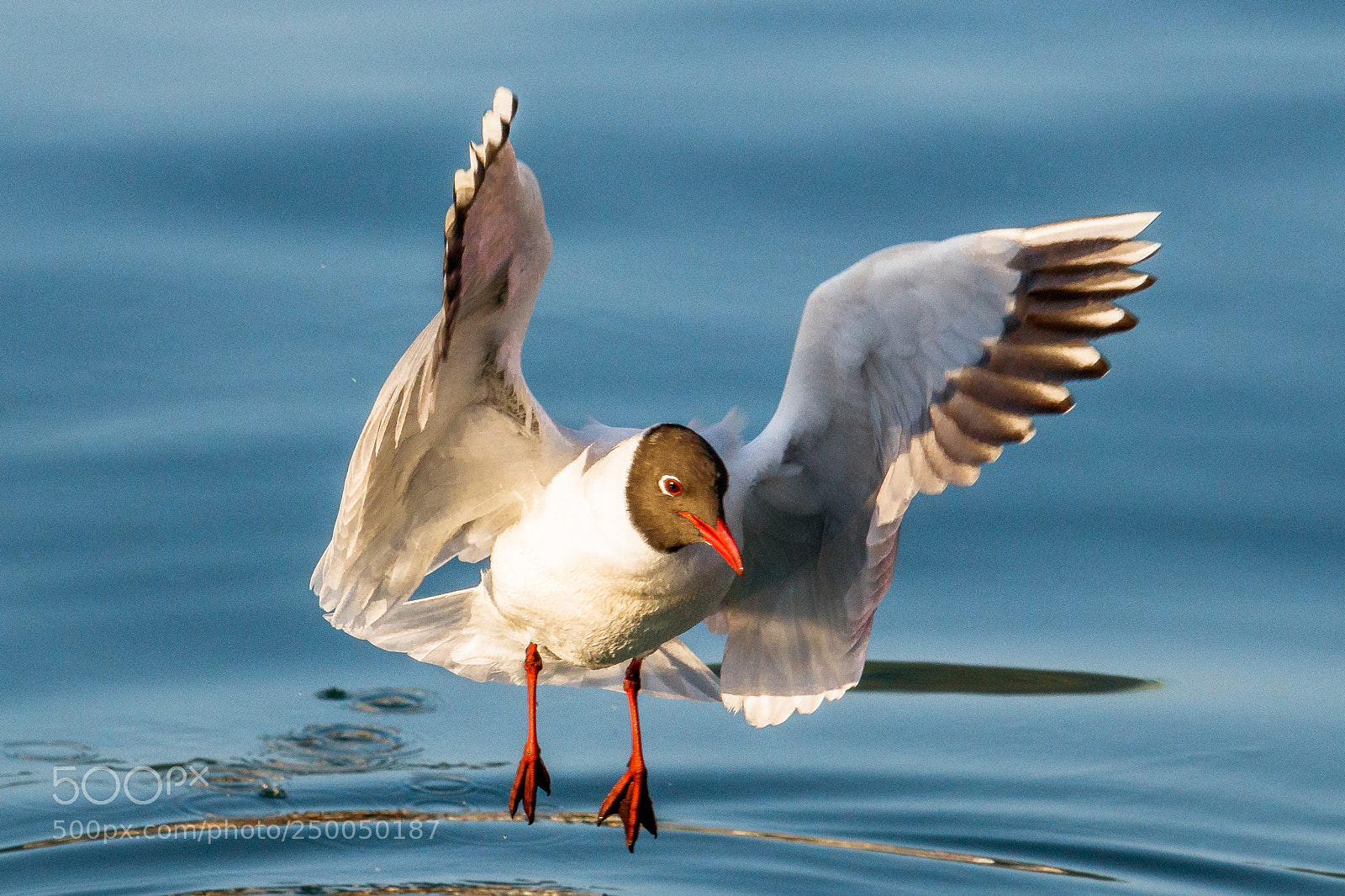 Canon EOS 80D sample photo. Black-headed gull photography