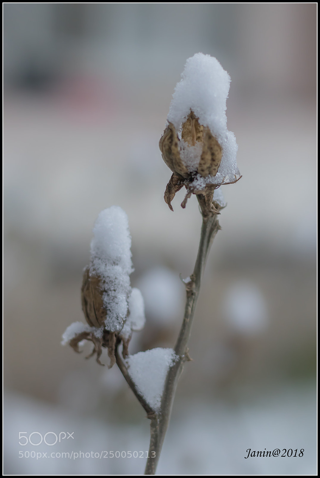 Canon EOS 77D (EOS 9000D / EOS 770D) sample photo. After snowing in the photography