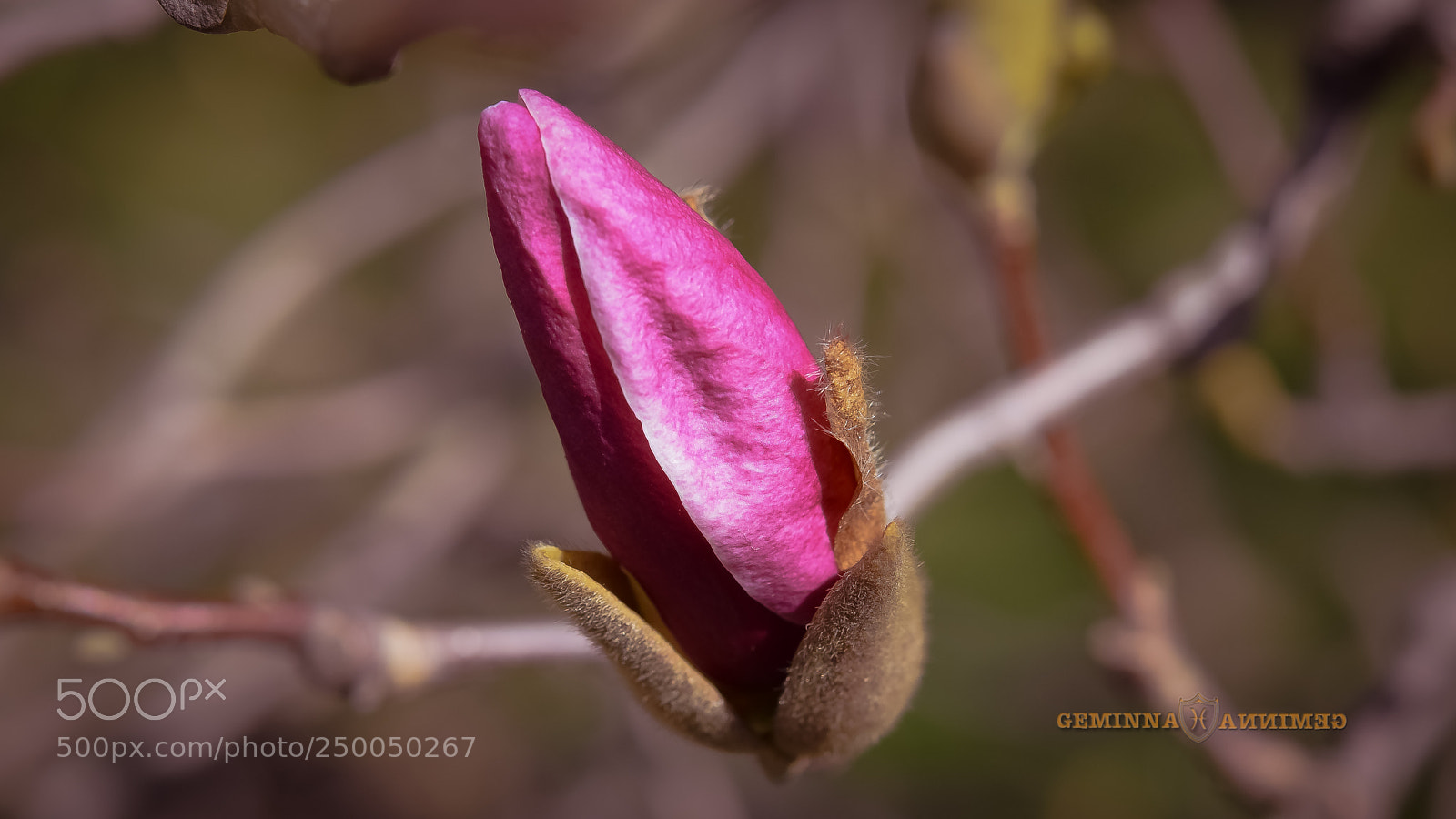 Nikon D5300 sample photo. Queen magnolia photography