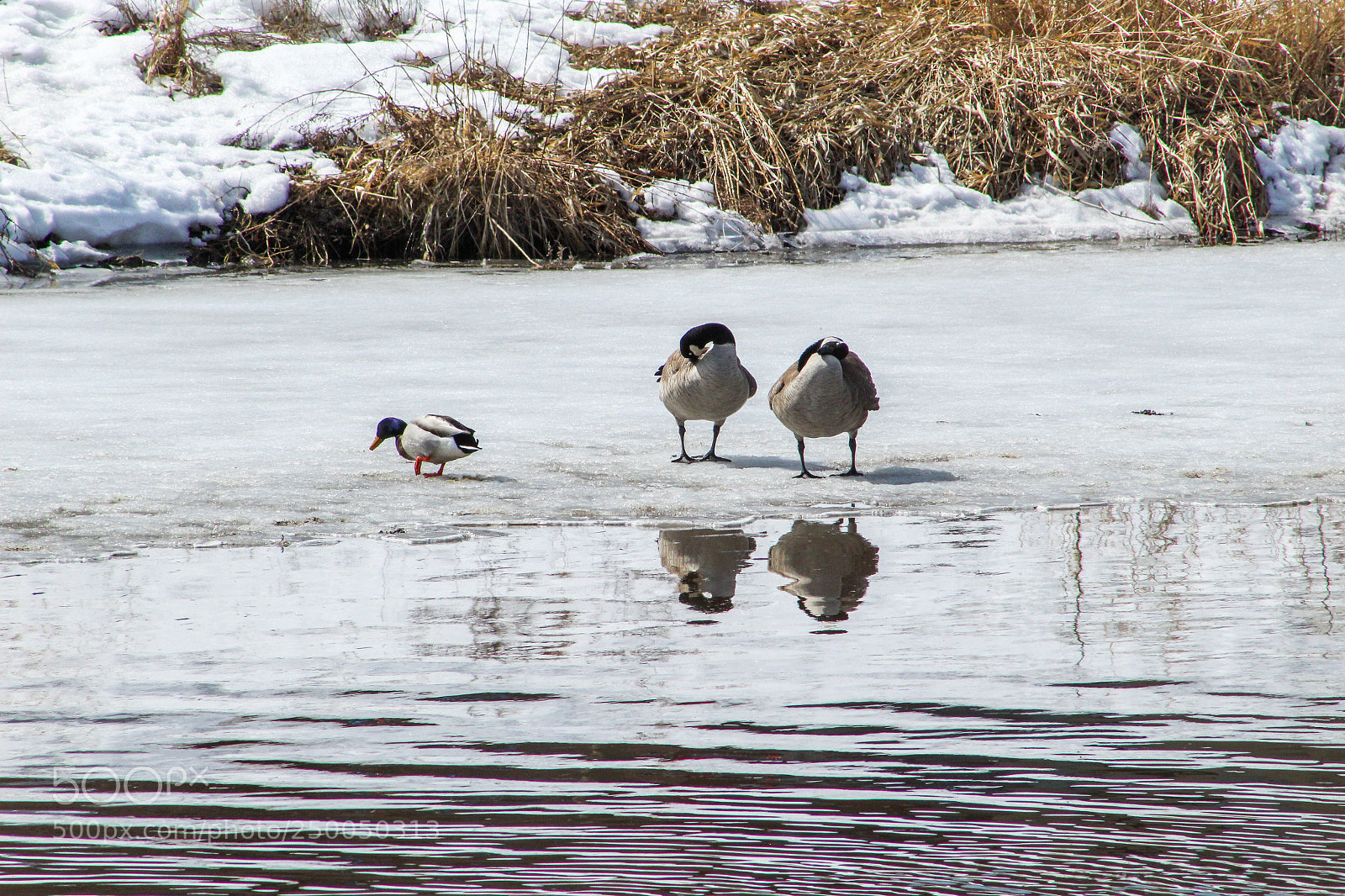 Canon EOS 1300D (EOS Rebel T6 / EOS Kiss X80) sample photo. Family - birds photography