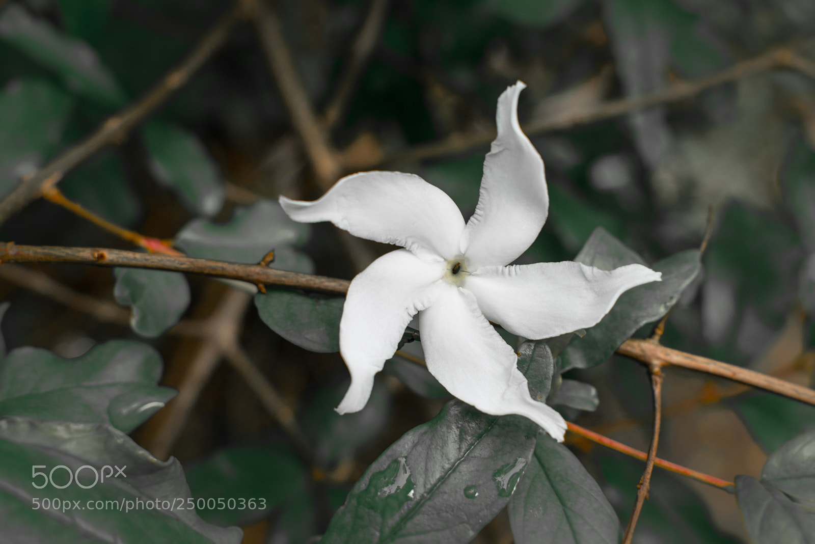 Nikon D3300 sample photo. White one photography