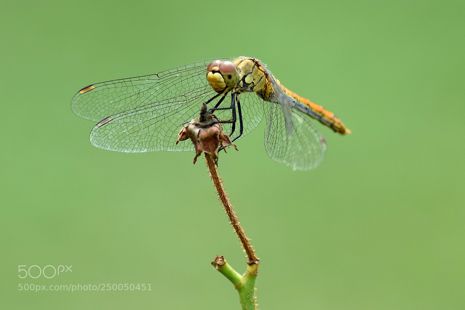 Nikon D5300 sample photo. Odonata photography
