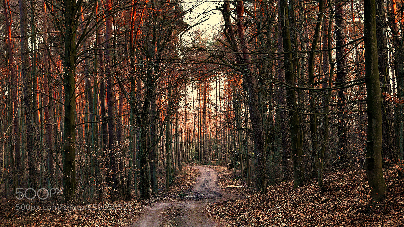 Panasonic Lumix DMC-LX100 sample photo. Forest photography
