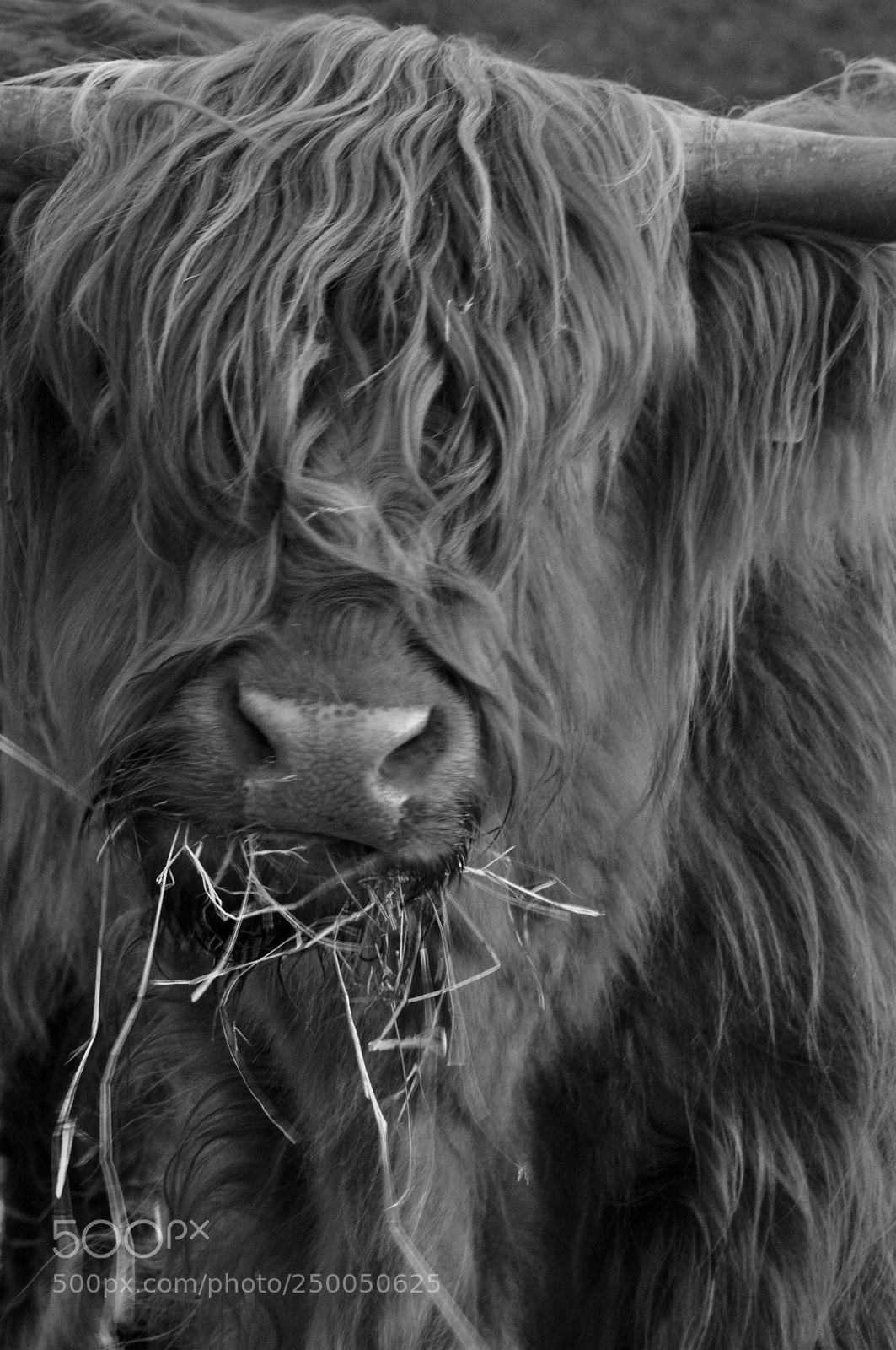 Nikon D5000 sample photo. De tous poils ... photography
